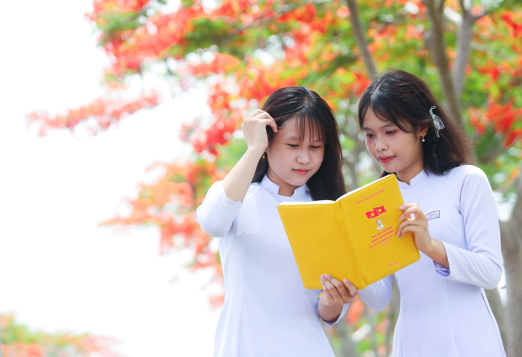 hoa phượng 12.jpg
