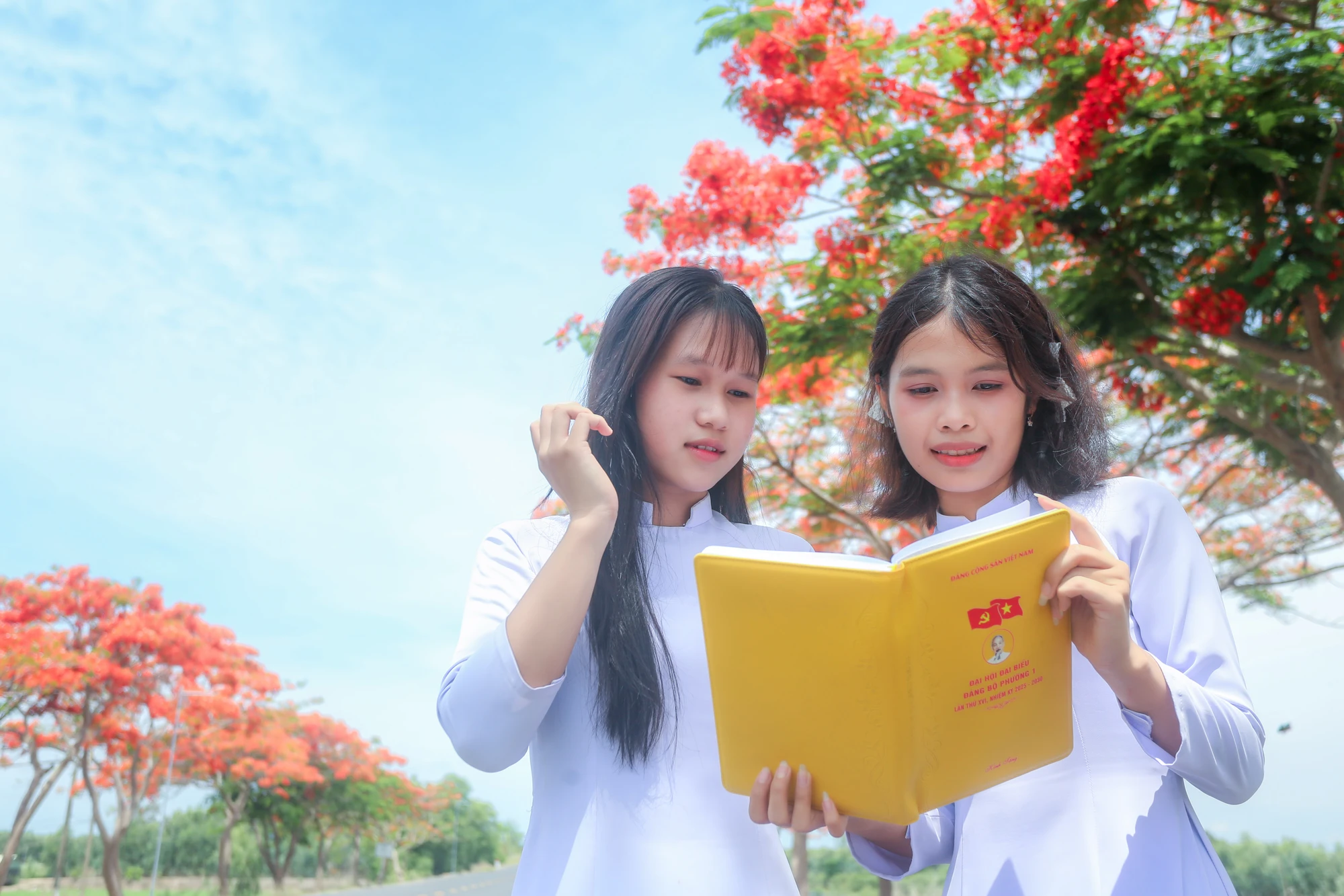hoa phượng 18.jpg