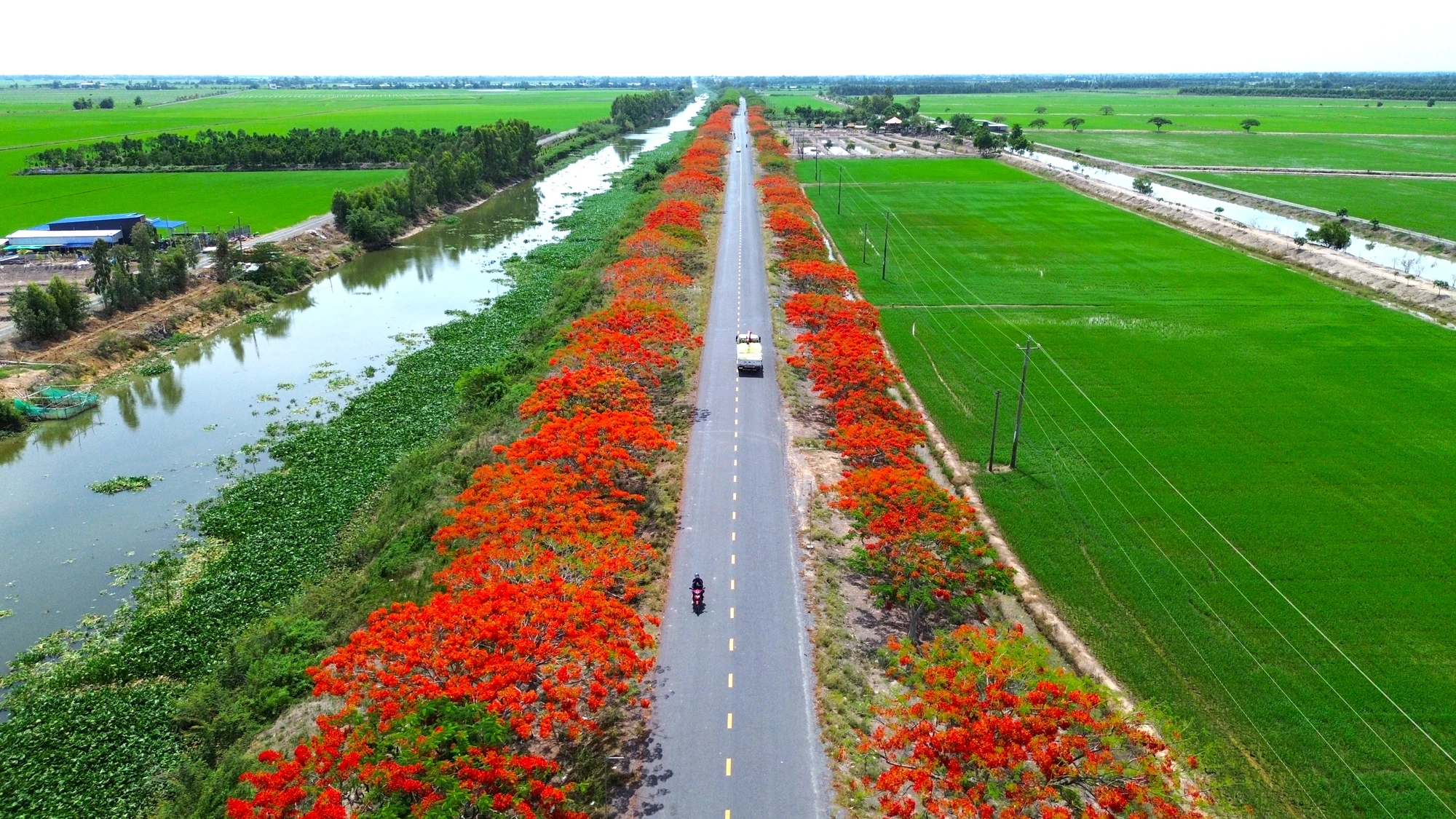 Con đường hoa phượng nhuộm đỏ tuyến đường ven kênh 79. hoa phượng 2.JPG
