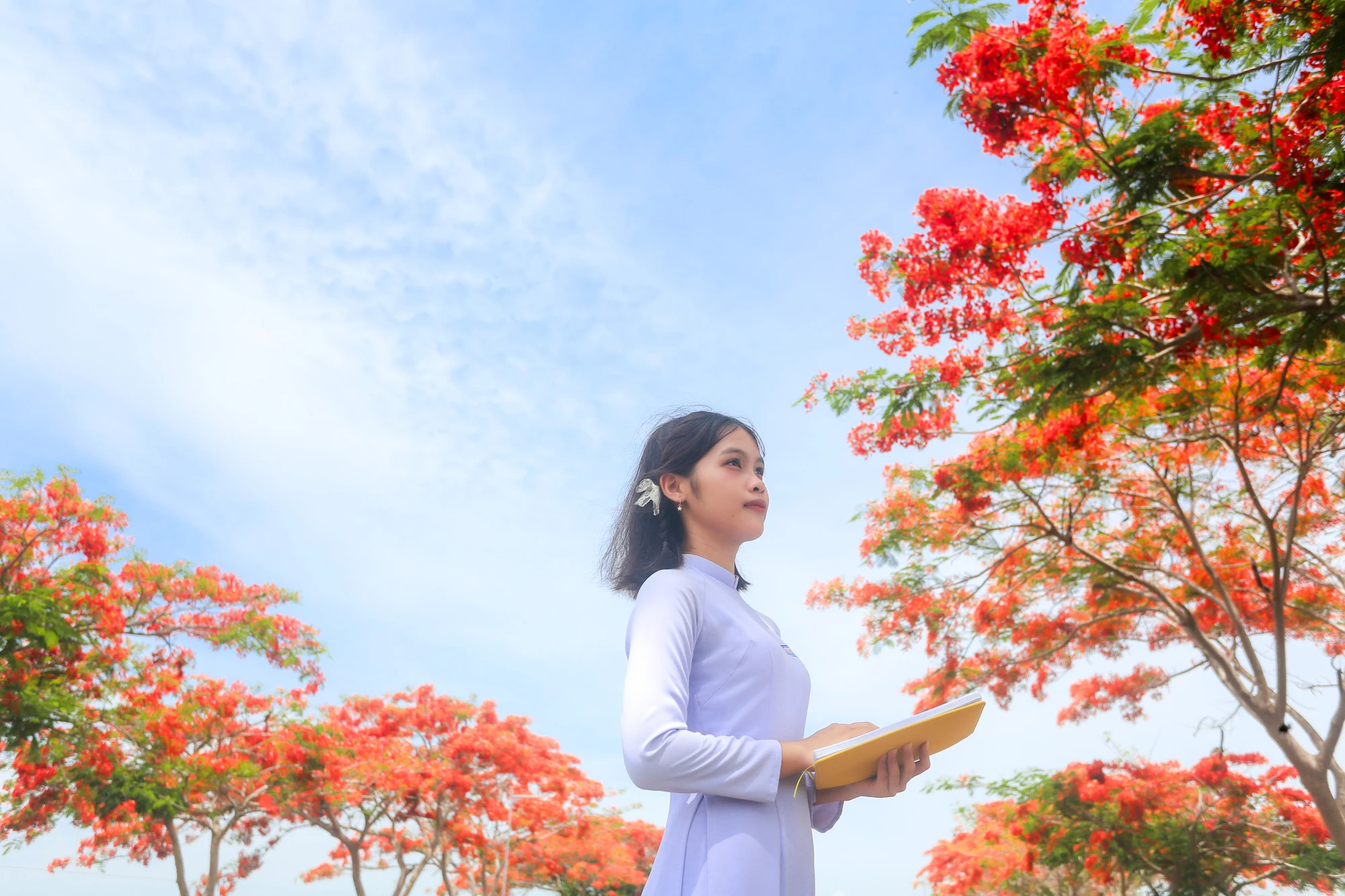 Em Nguyễn Huỳnh Ngọc Phúc bên hàng cây phượng đỏ rực. hoa phượng 20.jpg