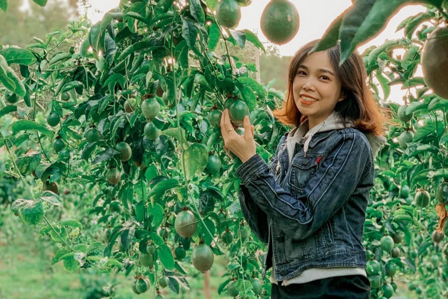 Tham quan và thưởng thức chanh dây ngay tại vườn ẢNH HOÀNG HIẾU