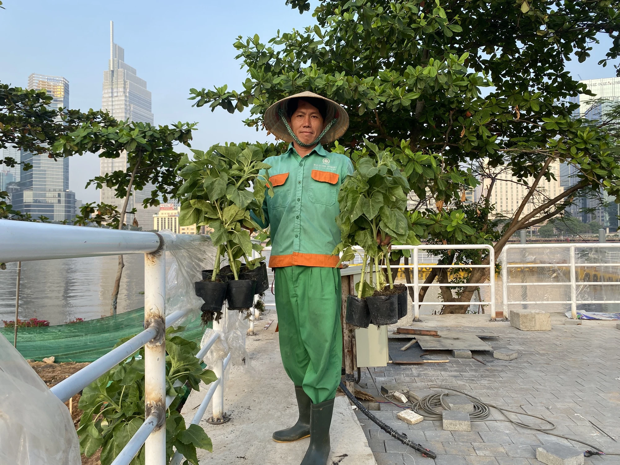 hoa-huong-duong14.jpg