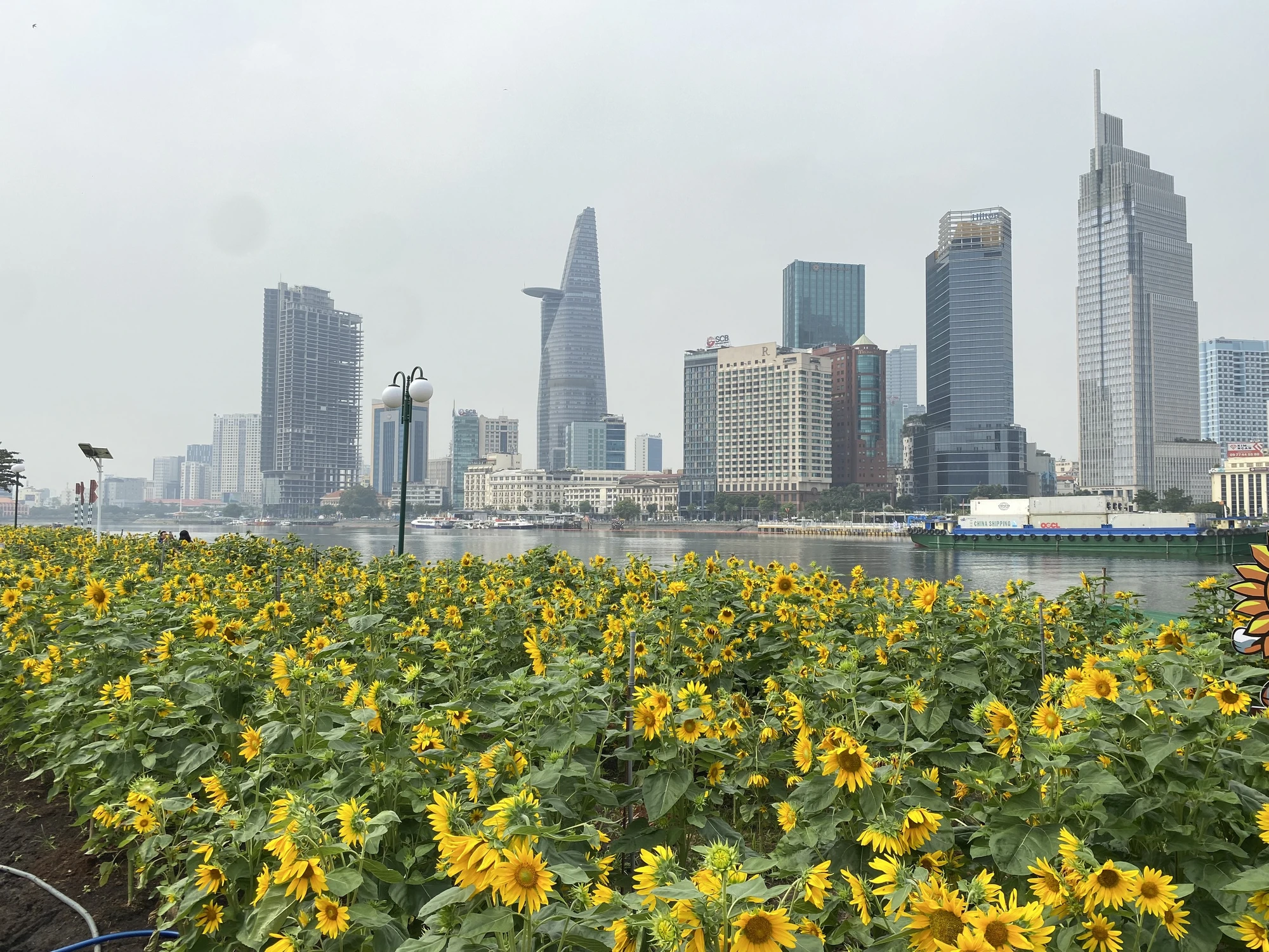 View tại vườn hoa hướng dương bờ sông Sài Gòn khá bắt mắt. Ảnh: HOÀNG HIẾU.