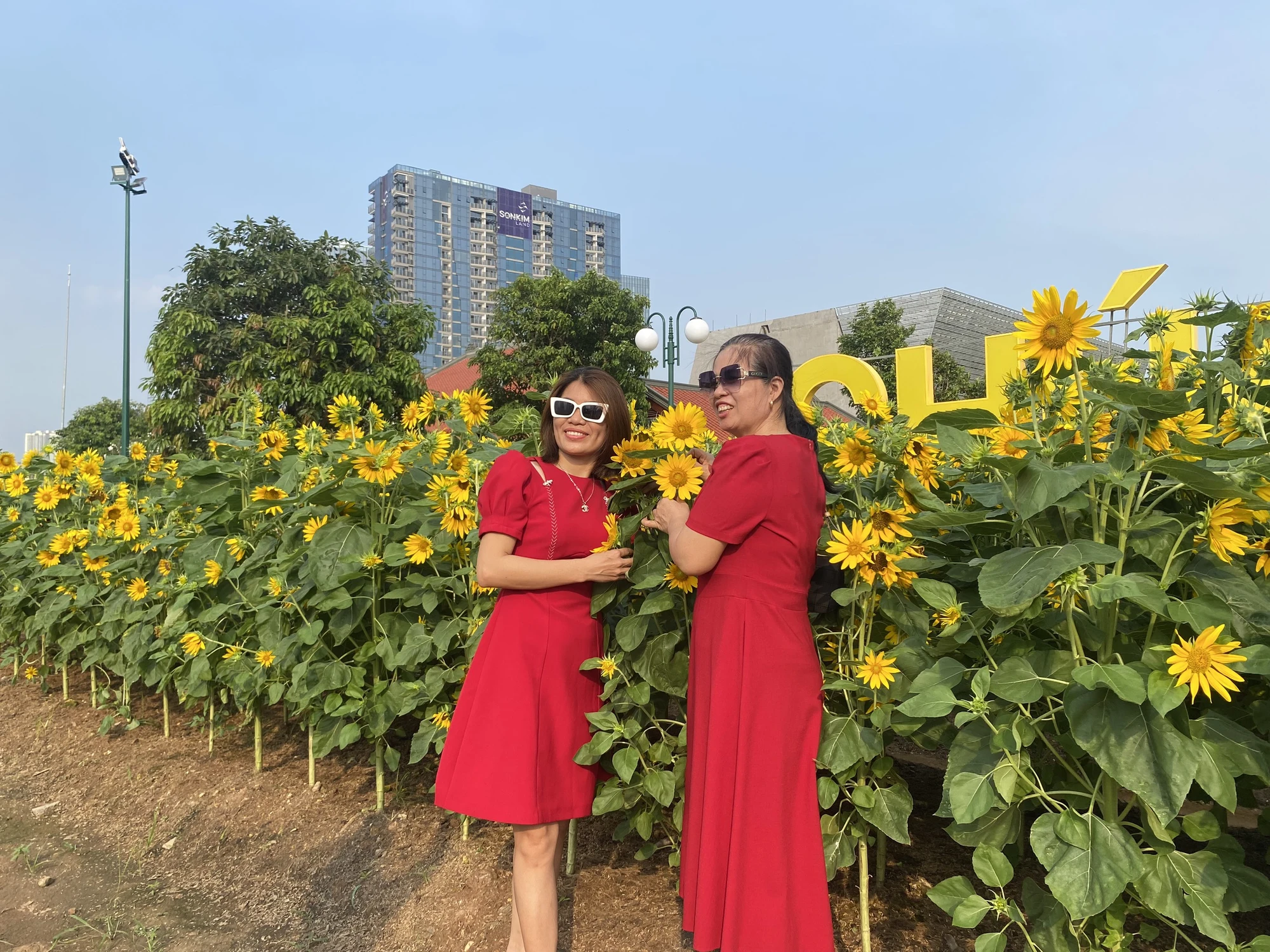 hoa-huong-duong27.jpg