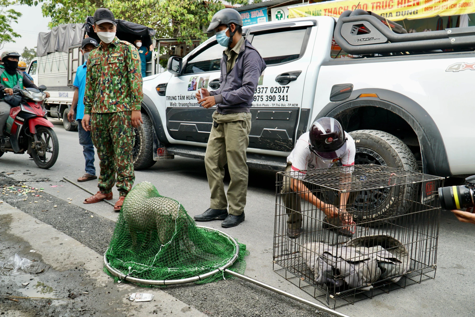 Sau 2 lần ra quân, đội đã bắt giữ hơn 10 con chó thả rông. Ảnh: BẢO PHƯƠNG