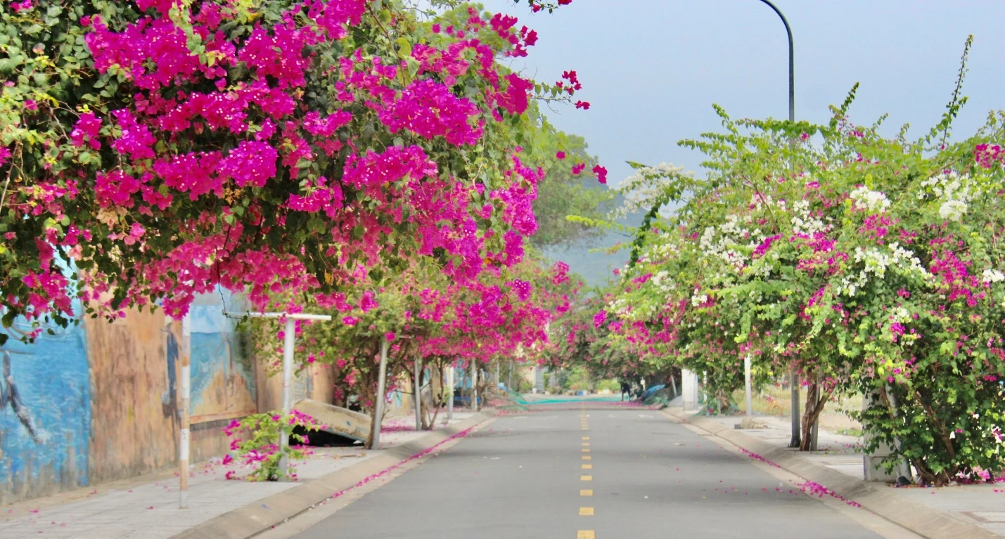 Con đường hoa giấy rực rỡ hoa giấy ở TP Nha Trang. Ảnh: CHU VÂN Con đường hoa giấy rực rỡ hoa giấy ở TP Nha Trang. Ảnh: CHU VÂN