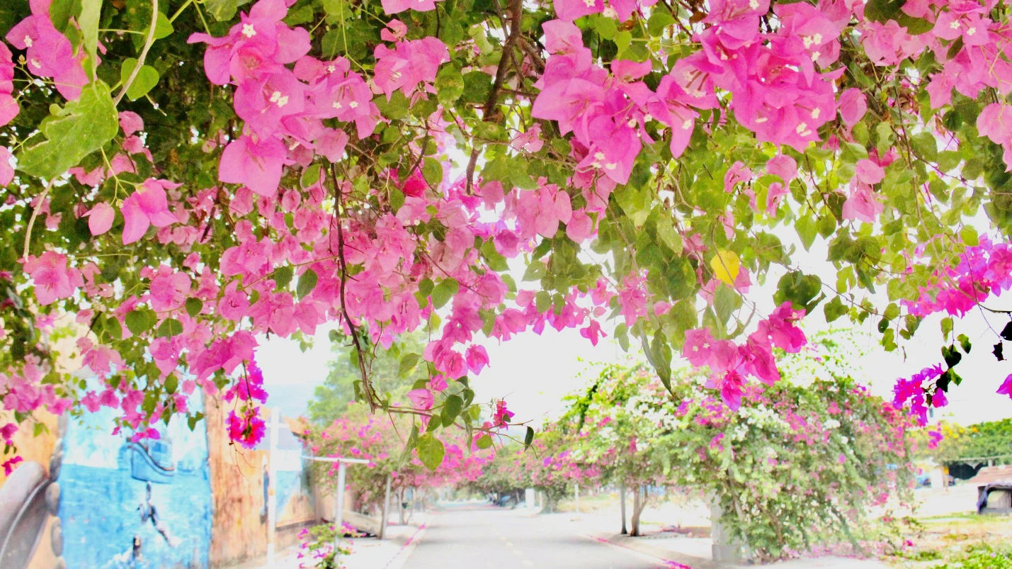 Hoa giấy khoe sắc ở phố biển Nha Trang. Ảnh: CHU VÂN Hoa giấy khoe sắc ở phố biển Nha Trang. Ảnh: CHU VÂN