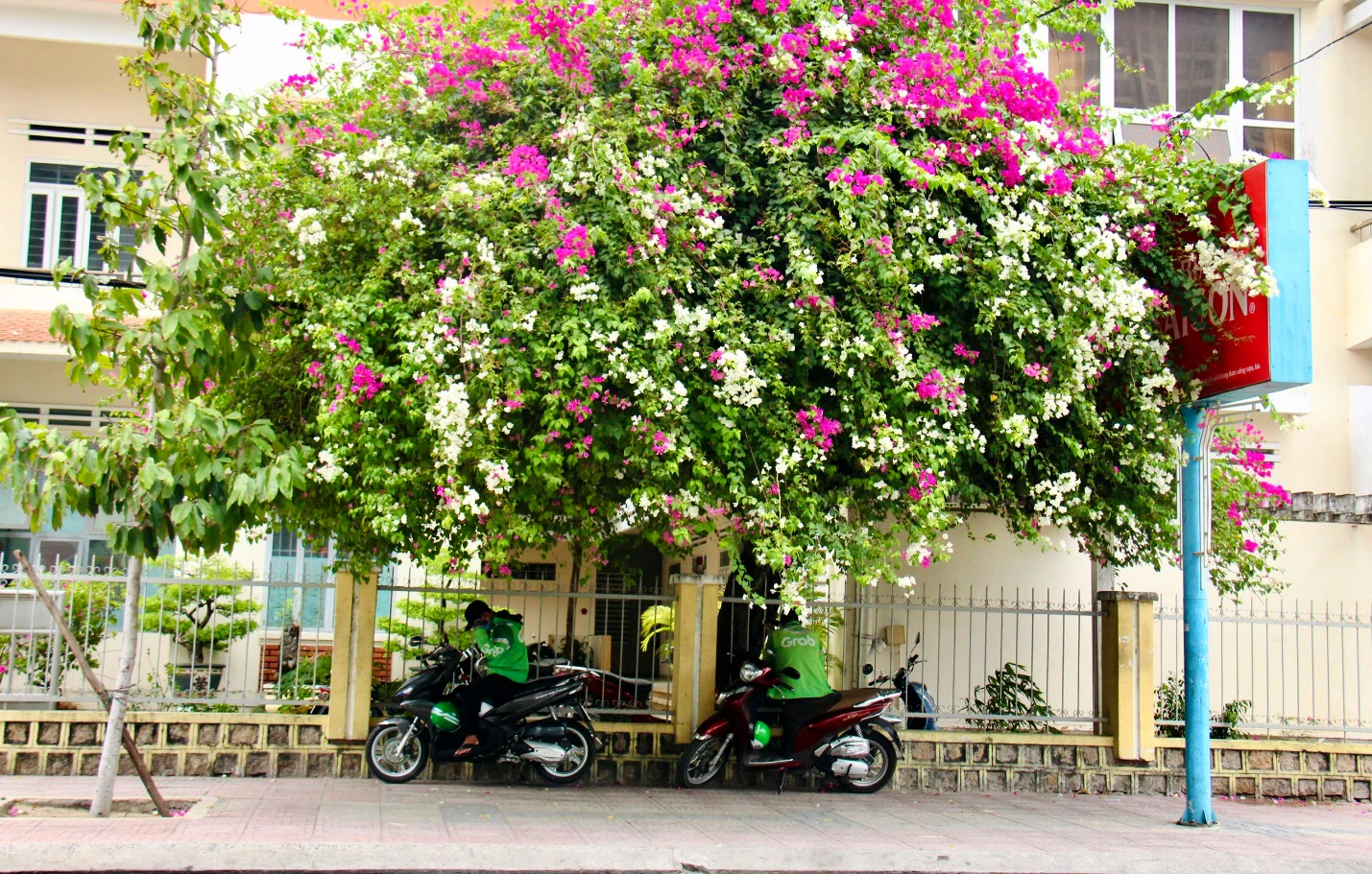 Những giàn hoa giấy lớn trở thành nơi tránh nắng của người lao động. Ảnh: CHU VÂN Những giàn hoa giấy lớn trở thành nơi tránh nắng của người lao động. Ảnh: CHU VÂN