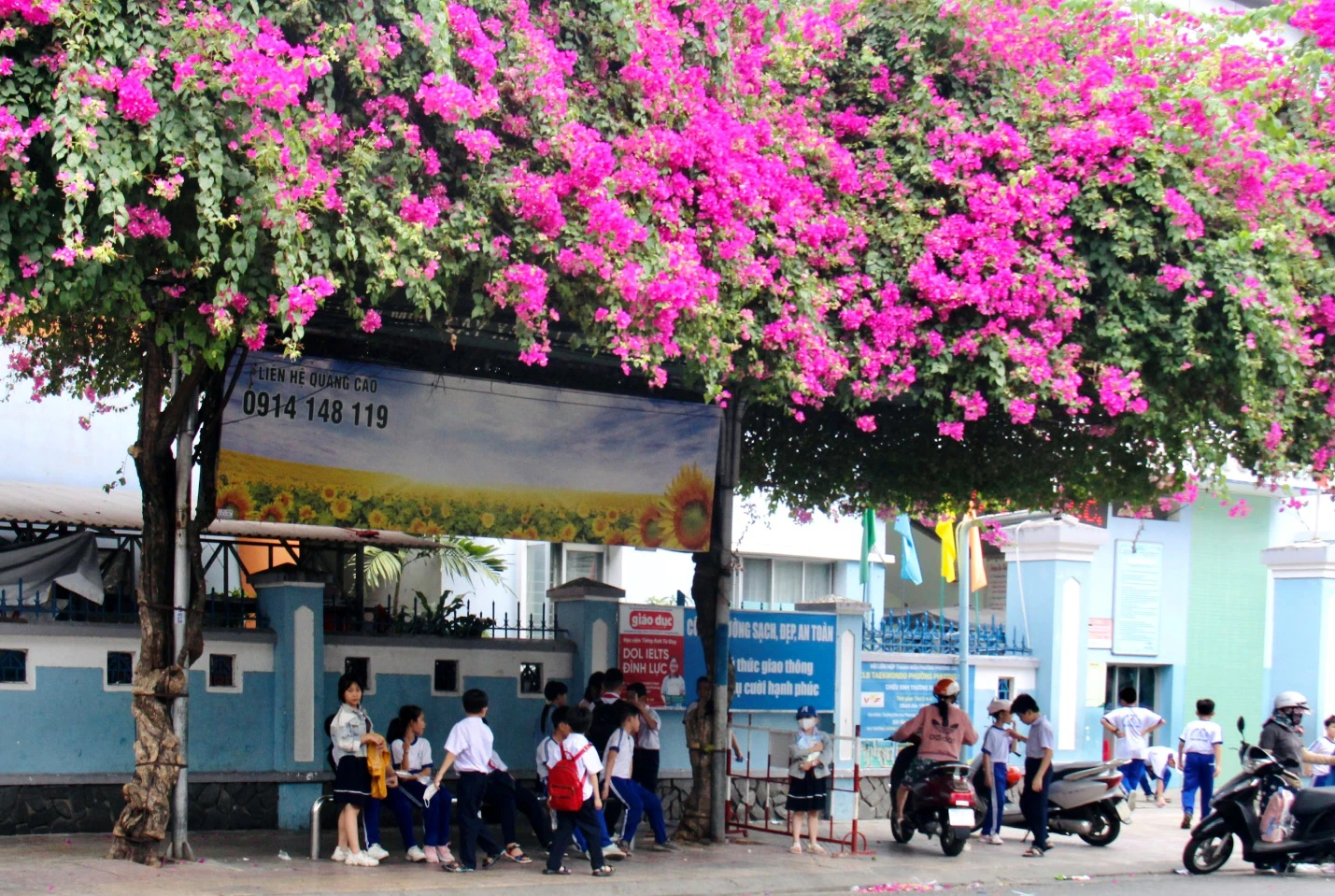Hoa giấy không những tô điểm cho cảnh quan Nha Trang mà còn tạo nhiều bóng mát. Ảnh: CHU VÂN Hoa giấy không những tô điểm cho cảnh quan Nha Trang mà còn tạo nhiều bóng mát. Ảnh: CHU VÂN