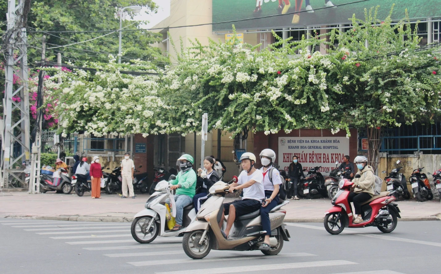 Giàn hoa giấy trước cổng Bệnh viện Đa khoa tỉnh Khánh Hòa. Ảnh: CHU VÂN Giàn hoa giấy trước cổng Bệnh viện Đa khoa tỉnh Khánh Hòa. Ảnh: CHU VÂN