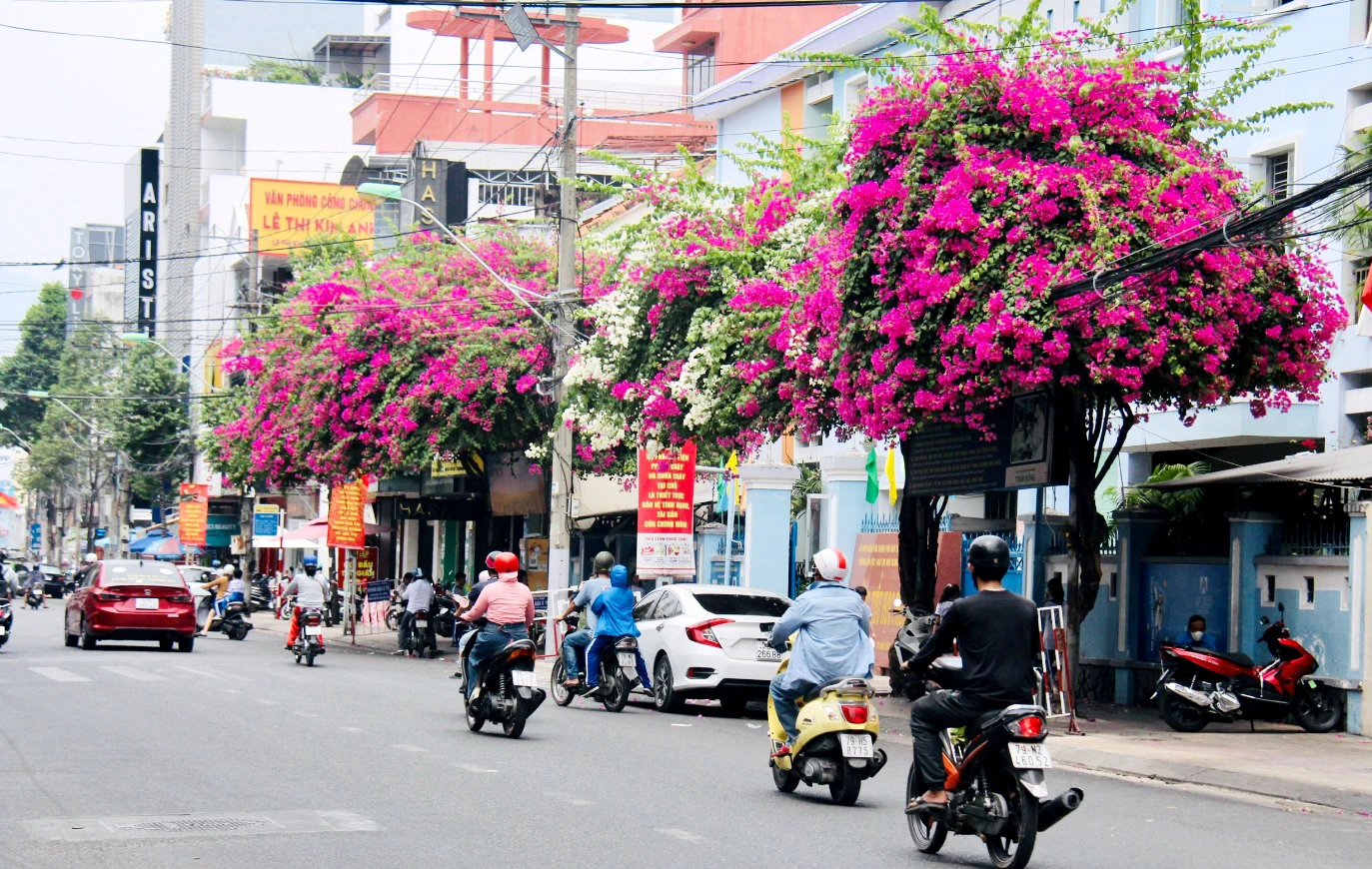 Những hàng cây hoa giấy nở rộ trên tuyến đường Lý Thánh Tông làm cho tuyến đường trở nên thơ mộng hơn. Ảnh: CHU VÂN Những hàng cây hoa giấy nở rộ trên tuyến đường Lý Thánh Tông làm cho tuyến đường trở nên thơ mộng hơn. Ảnh: CHU VÂN