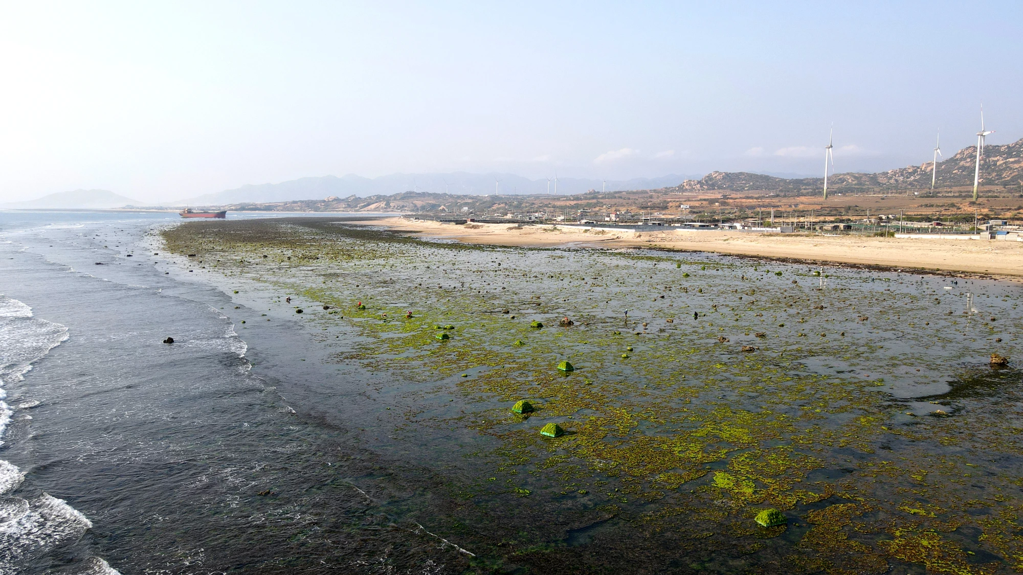 rong biển 13.jpg