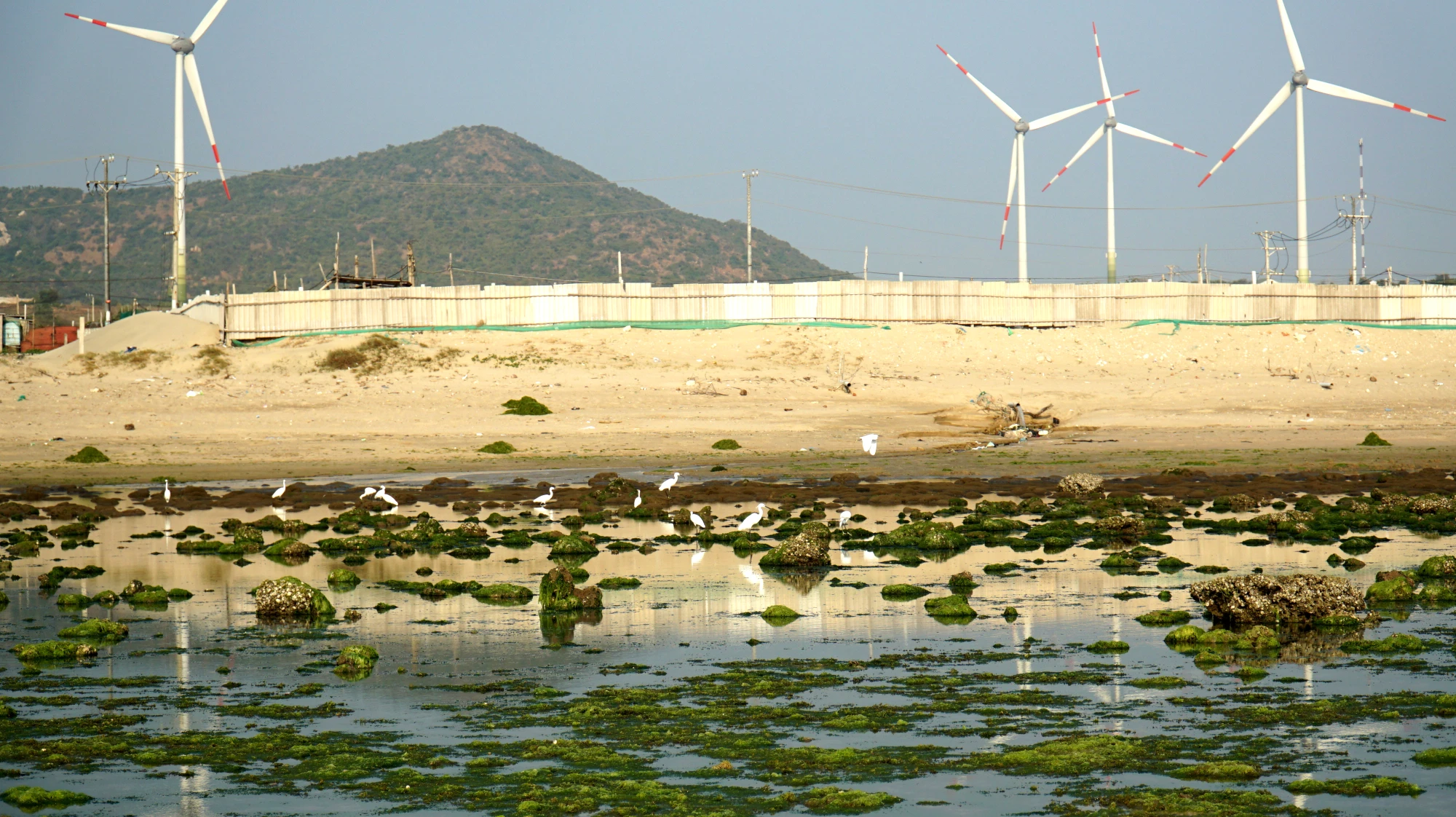 rong biển 8.jpg
