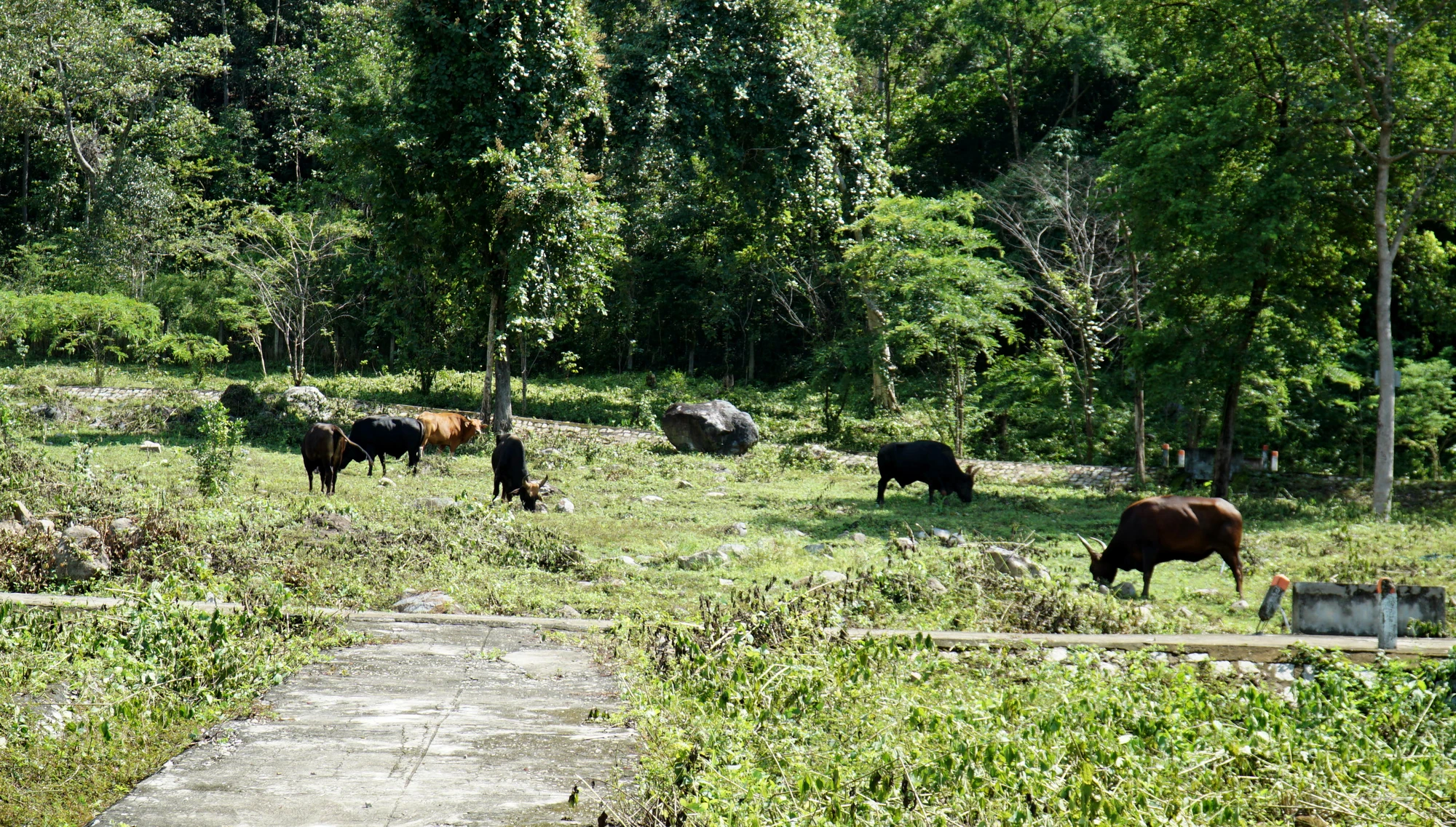 đàn bò tót lai 1.jpg