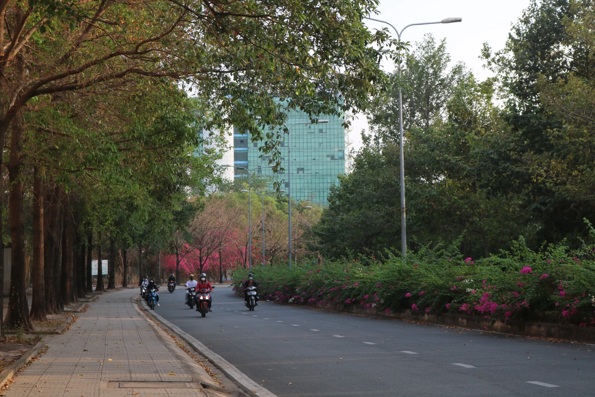 duong-hoa-giay-mau-sac.jpg