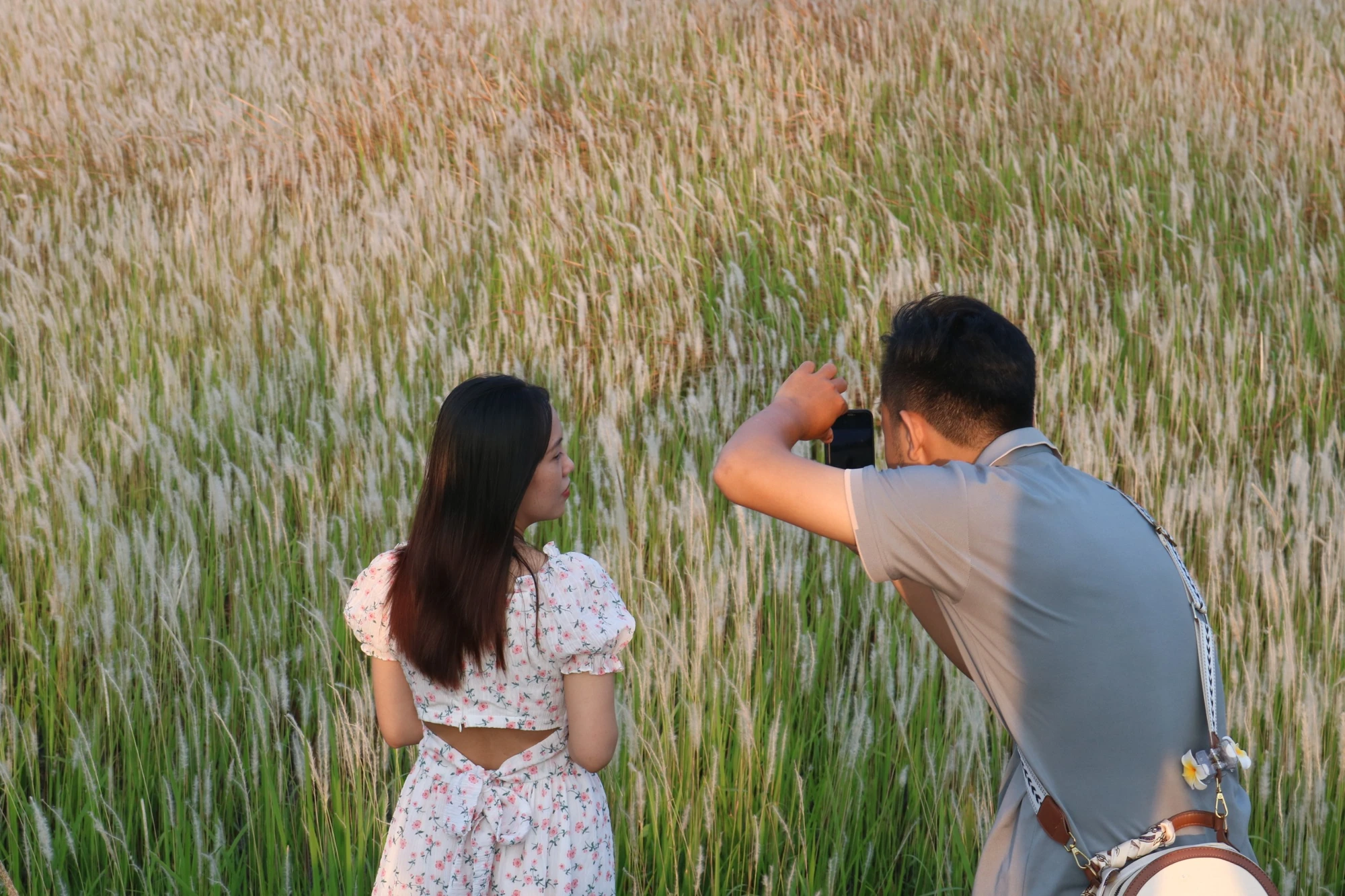 canh-dong-co-tranh-lang-dai-hoc.jpg