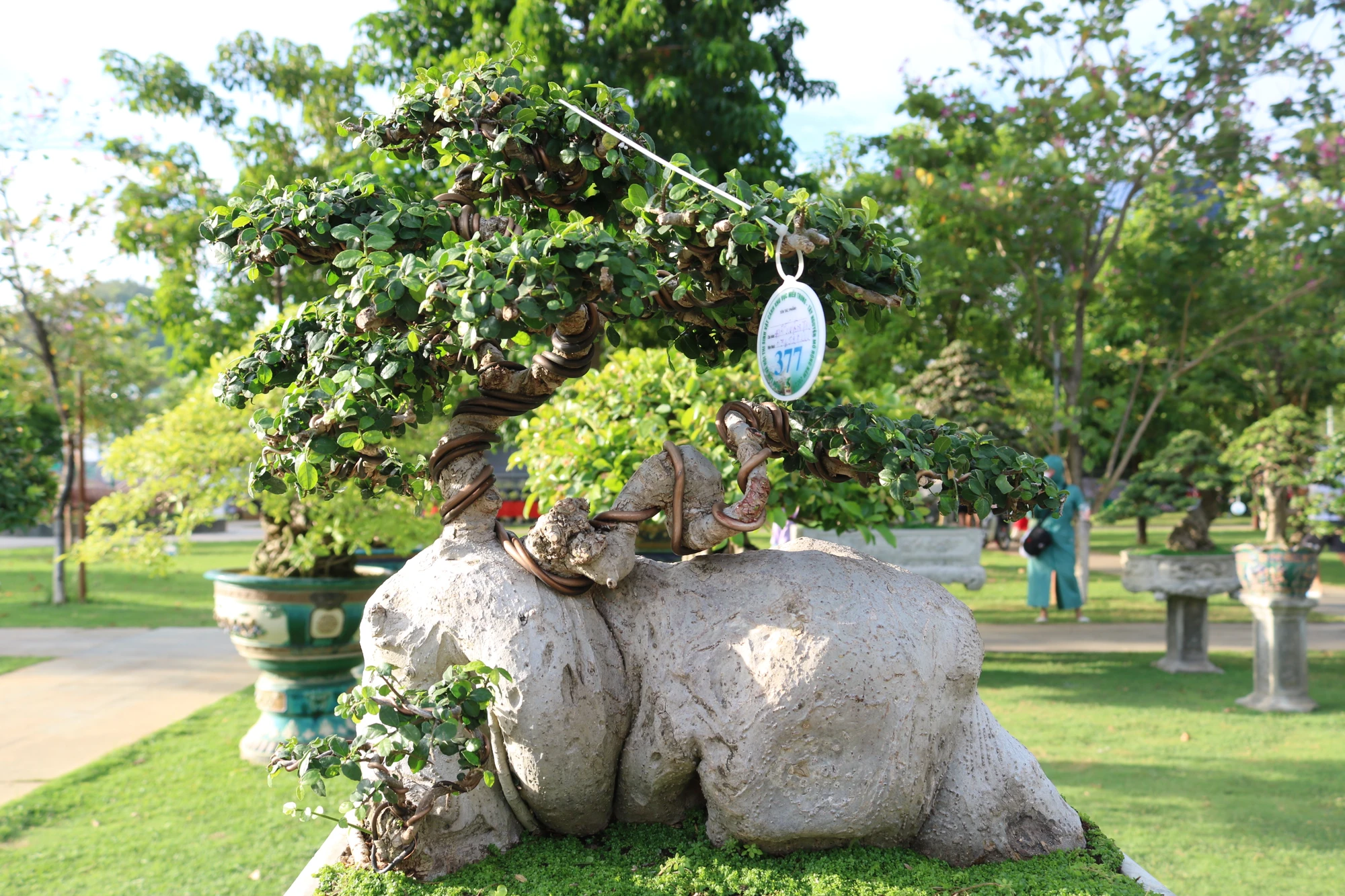 Nhiều cây có gốc, thân lớn trị giá từ vài chục đến cả tỉ đồng nhờ dáng thế đẹp. Ảnh: QN Nhiều cây có gốc, thân lớn trị giá từ vài chục đến cả tỉ đồng nhờ dáng thế đẹp. Ảnh: QN