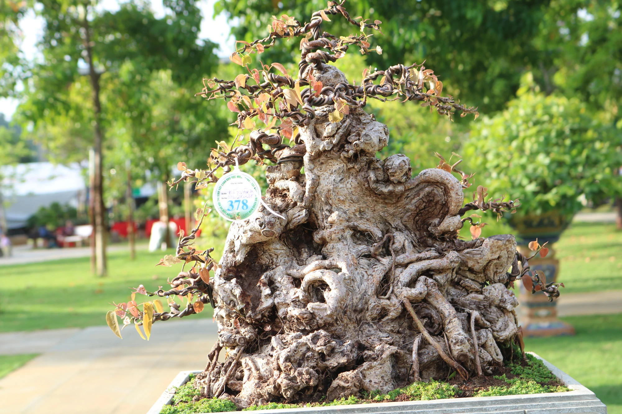 Chậu bonsai với dáng thế độc đáo, hút mắt người xem. Ảnh: QN Chậu bonsai với dáng thế độc đáo, hút mắt người xem. Ảnh: QN