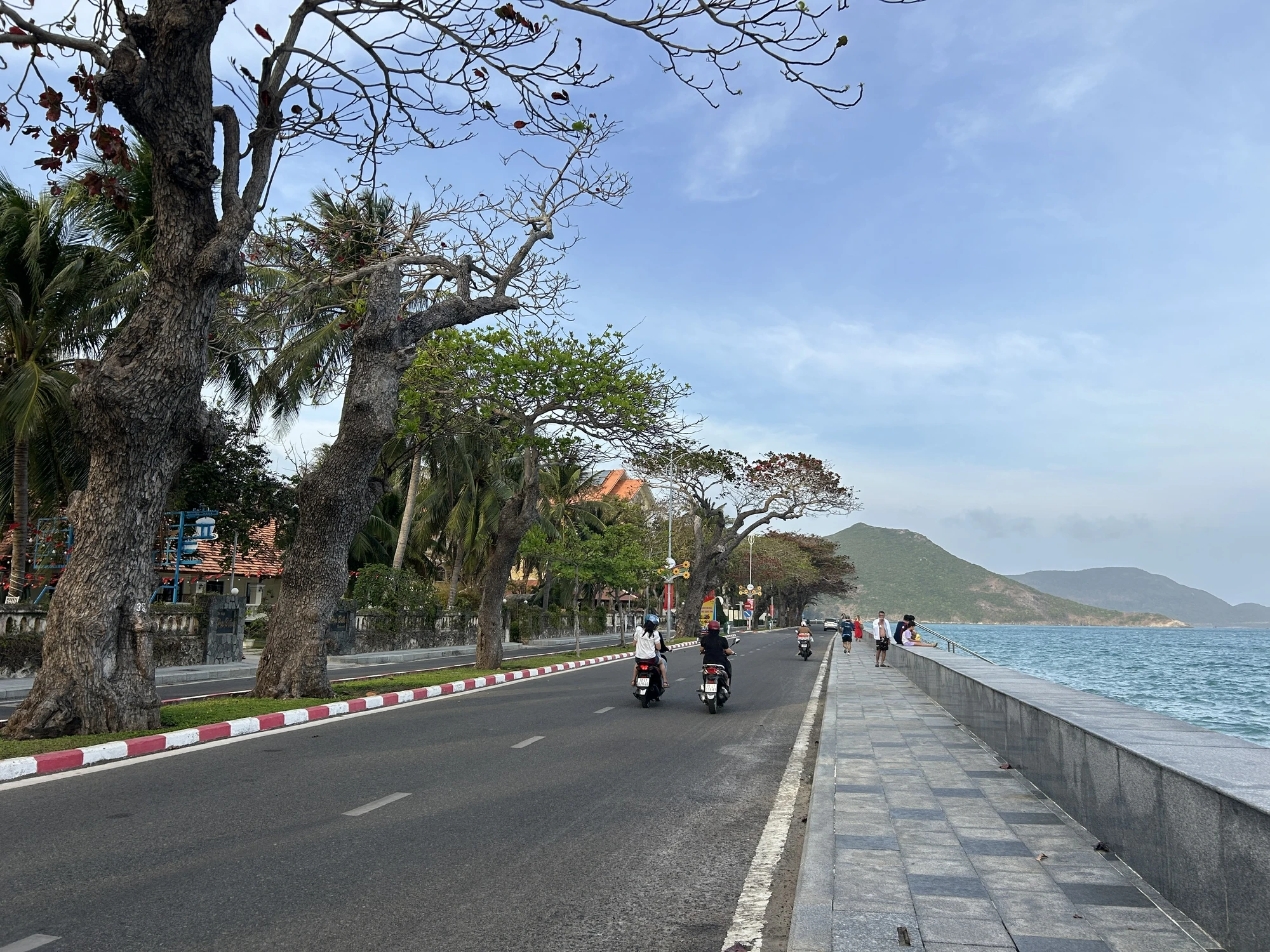 côn đảo,bàng cổ thụ,mùa thay lá