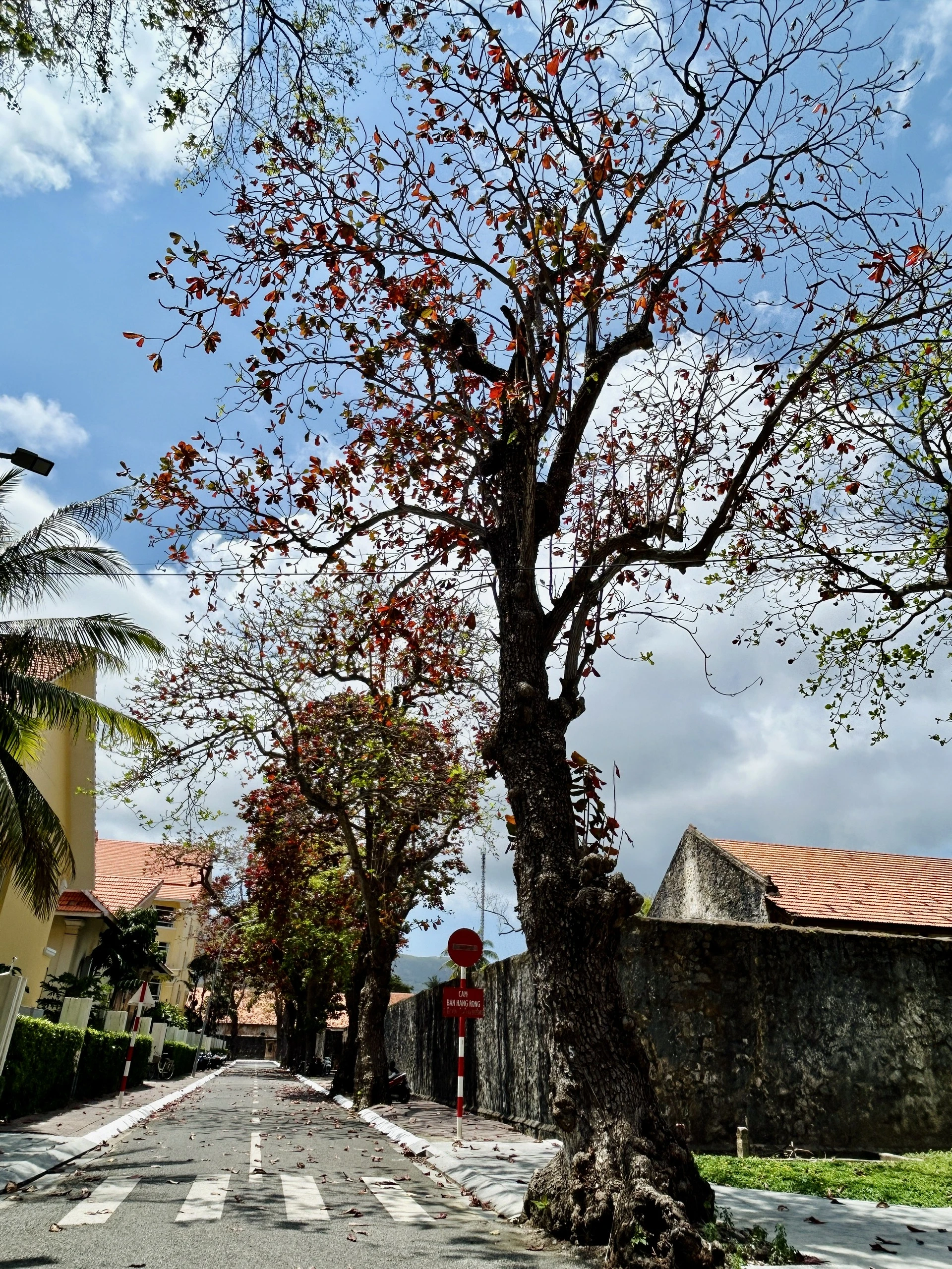 côn đảo,bàng cổ thụ,mùa thay lá