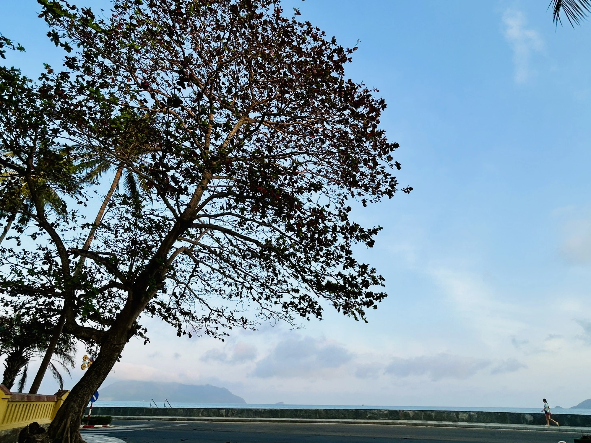 côn đảo,bàng cổ thụ,mùa thay lá