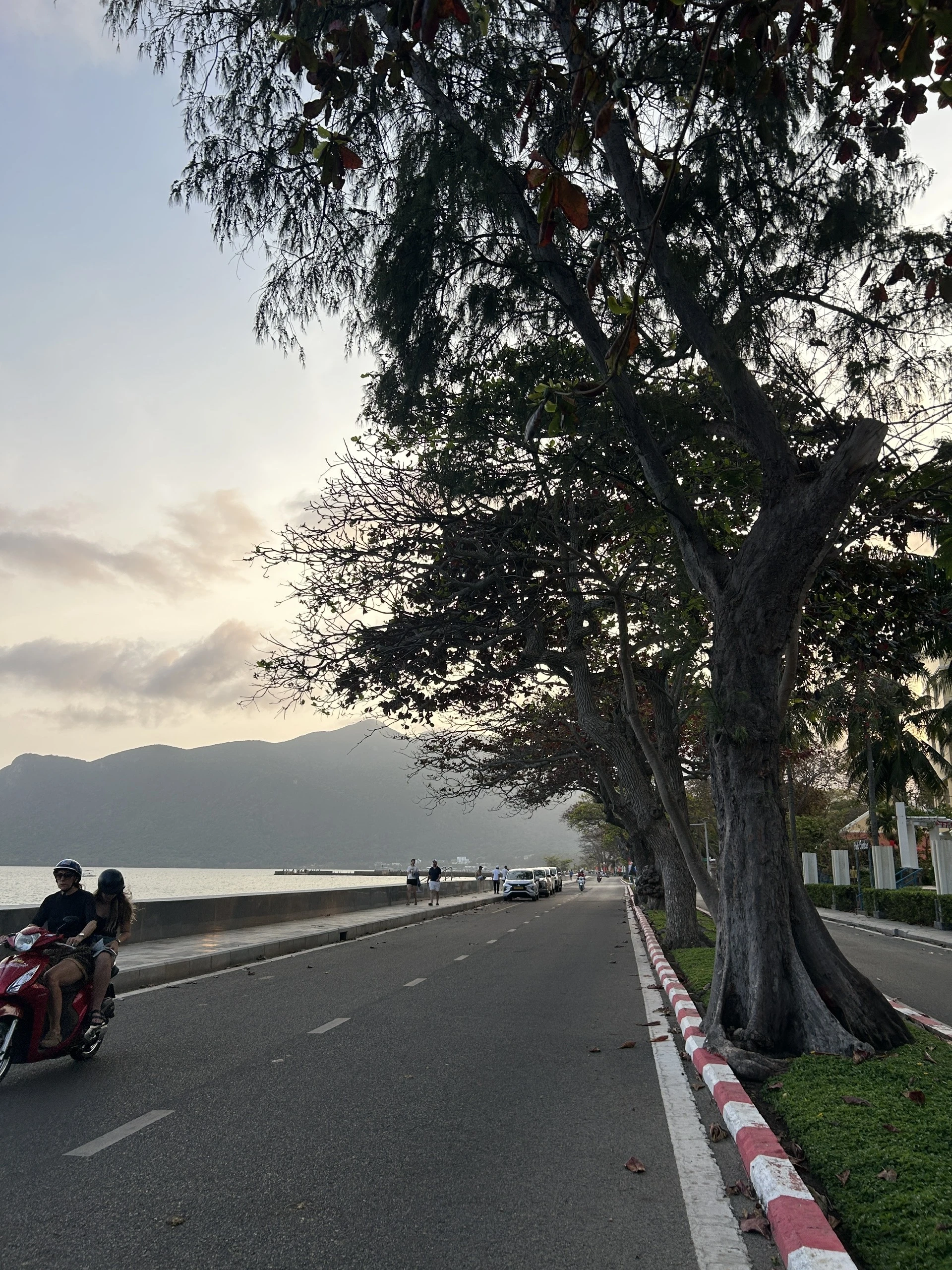côn đảo,bàng cổ thụ,mùa thay lá