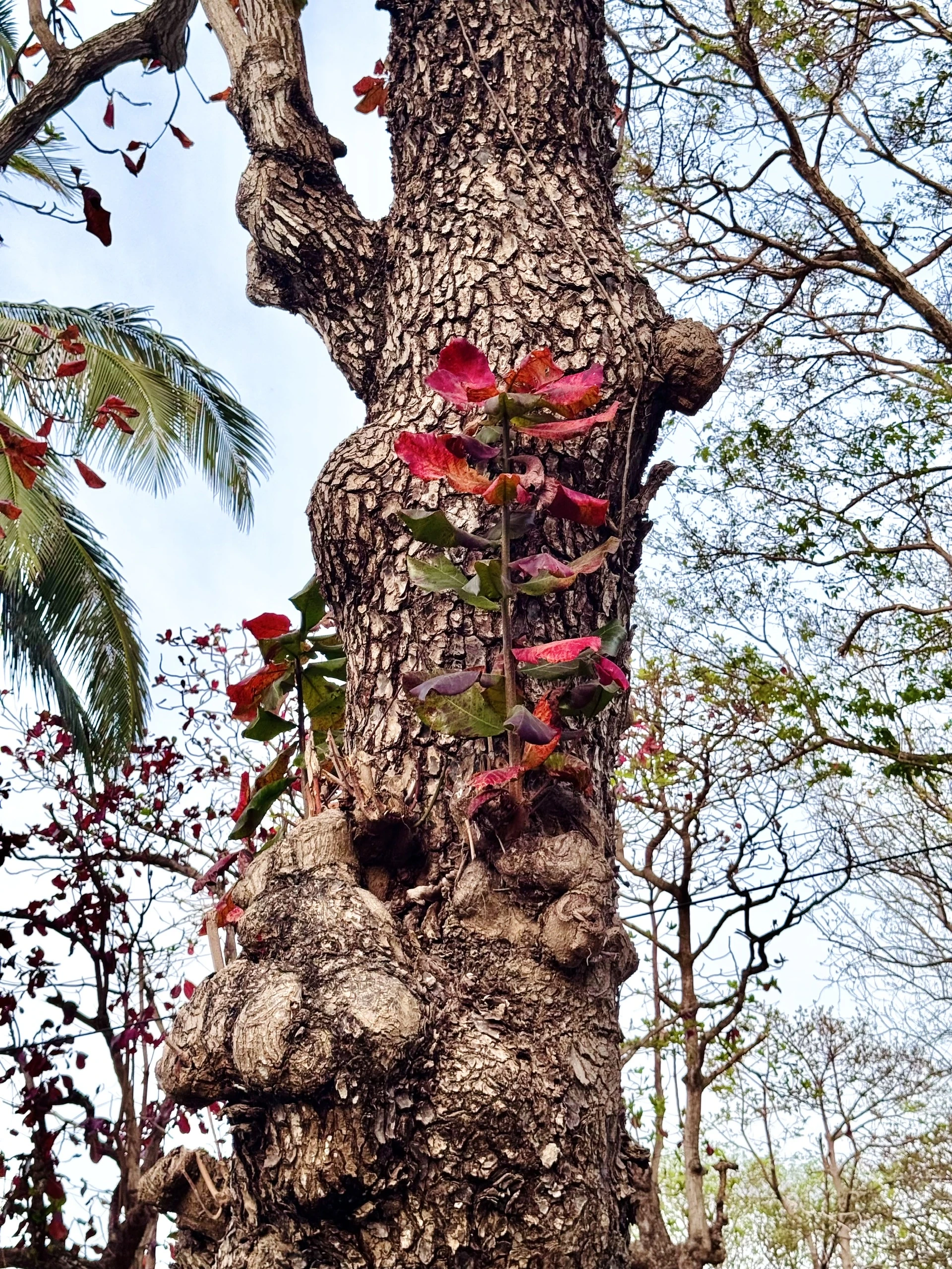 côn đảo,bàng cổ thụ,mùa thay lá