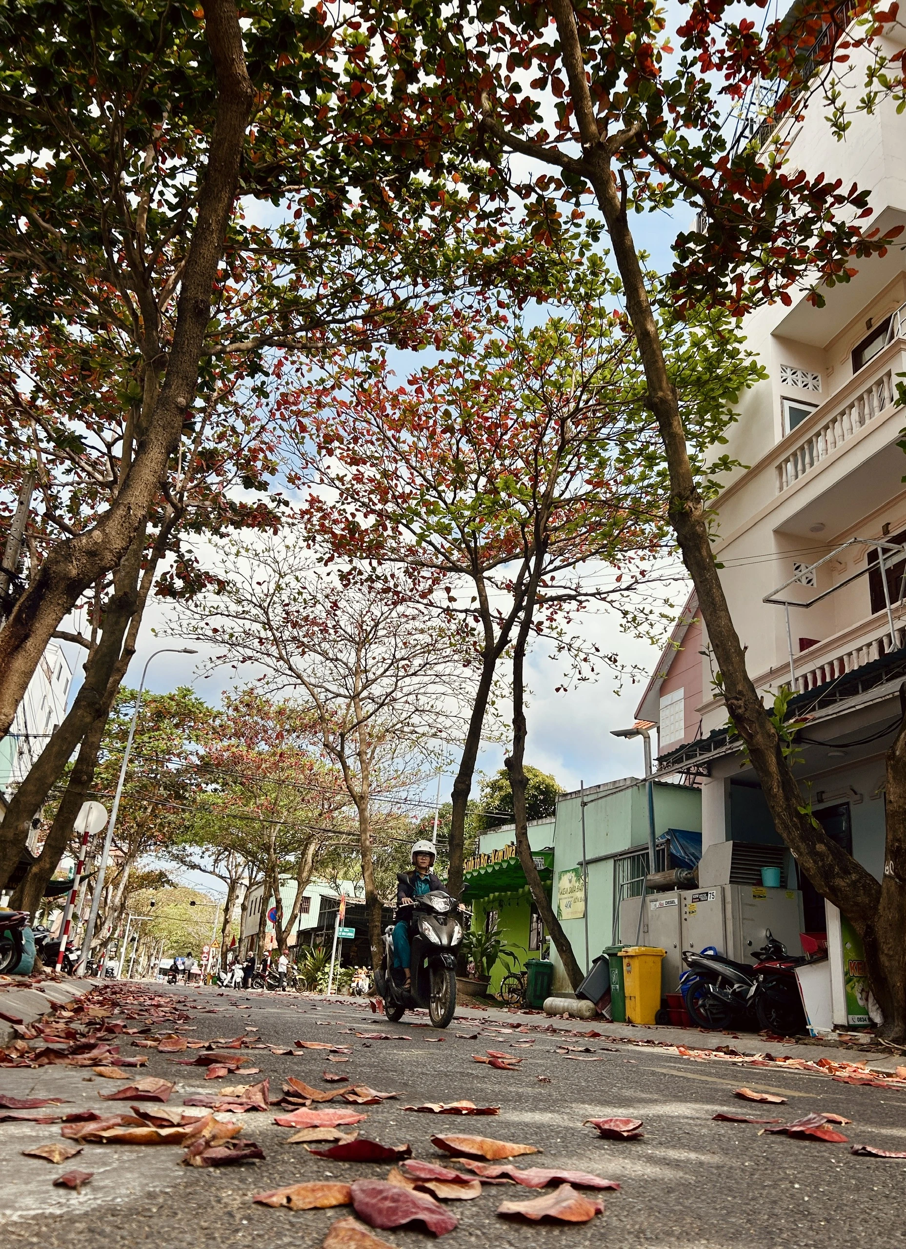 côn đảo,bàng cổ thụ,mùa thay lá
