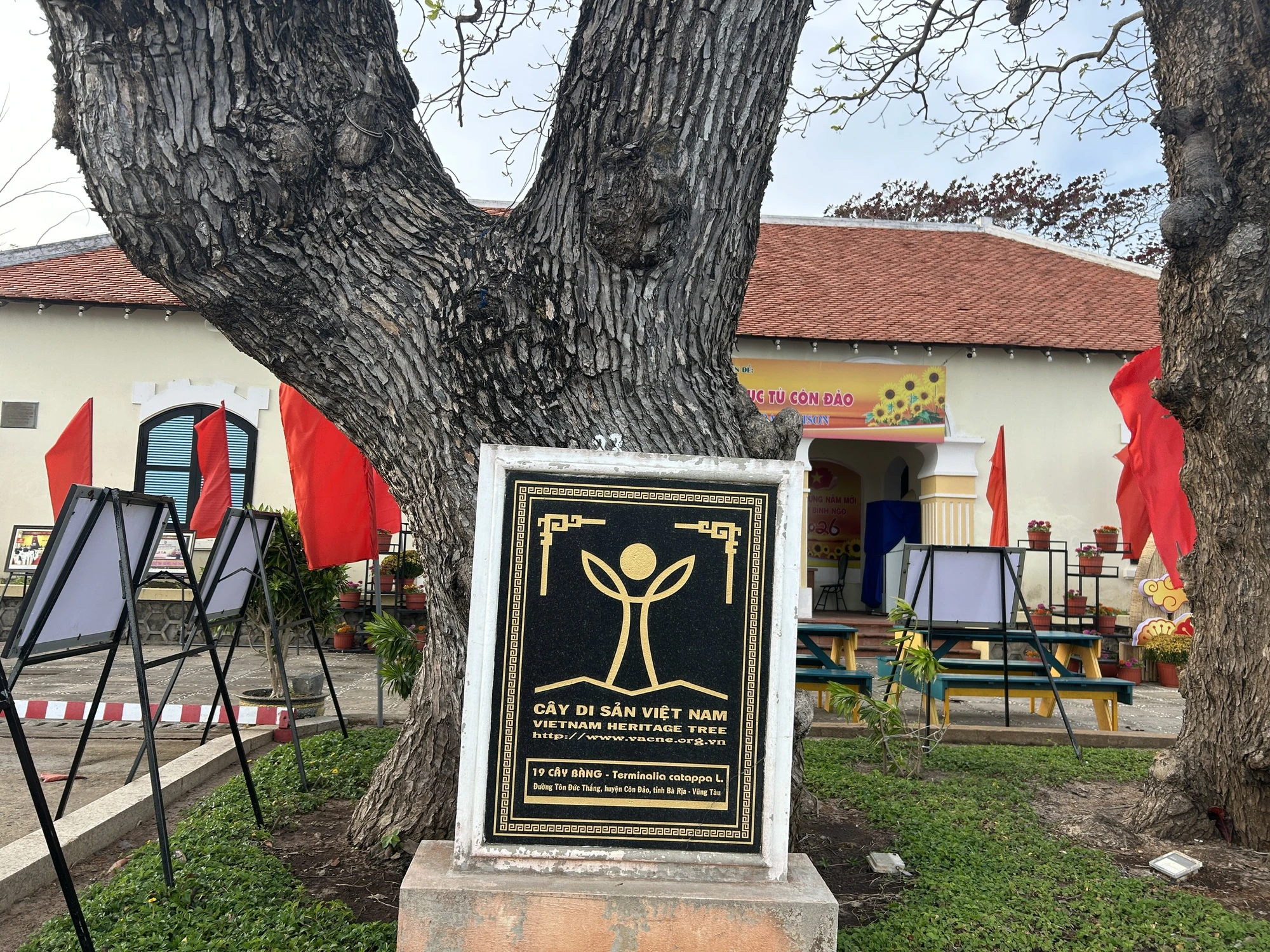 côn đảo,bàng cổ thụ,mùa thay lá