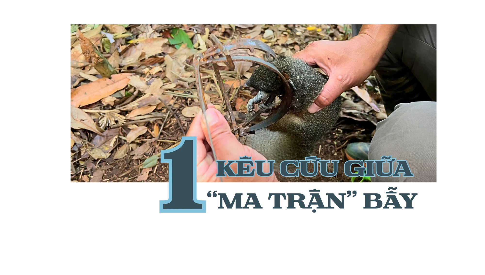 Vườn quốc gia Cát Tiên (11).png