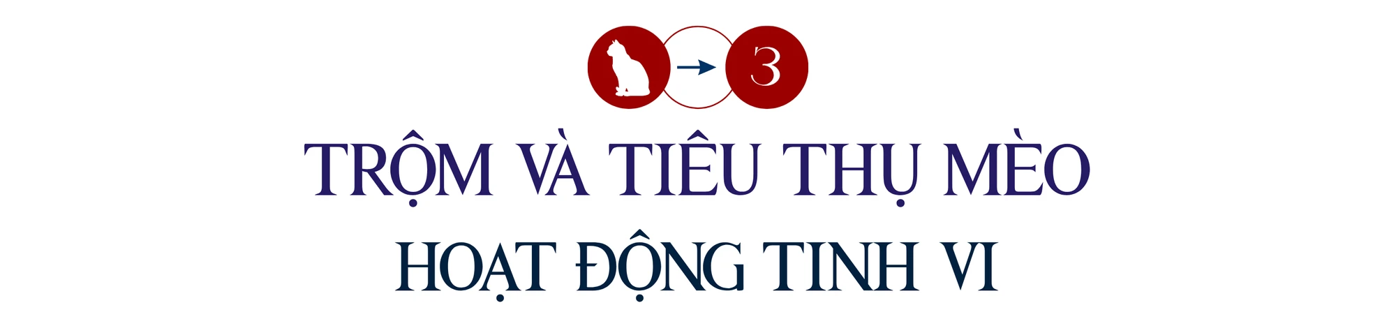 mèo tặc (1).png