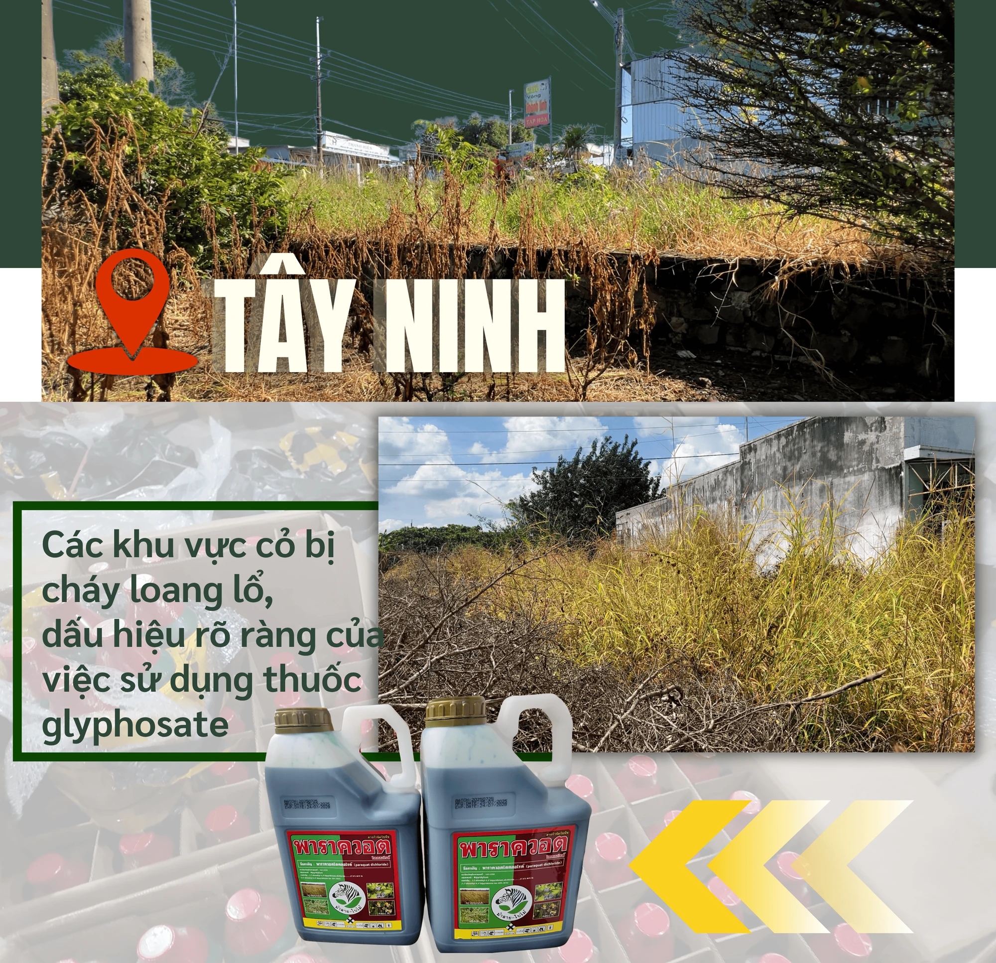 ẢNH GHÉP 4 - Tại tỉnh Tây Ninh, các khu vực cỏ bị cháy loang lổ, dấu hiệu rõ ràng của việc sử dụng thuốc glyphosate + Các loại thuốc diệt cỏ độc hại này được buôn bán, sử dụng.png