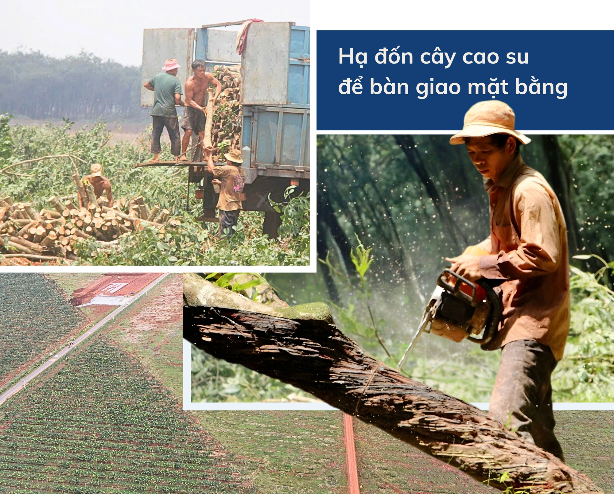 CỤM ẢNH 1 - Hạ đốn cây cao su để bàn giao mặt bằng.jpg