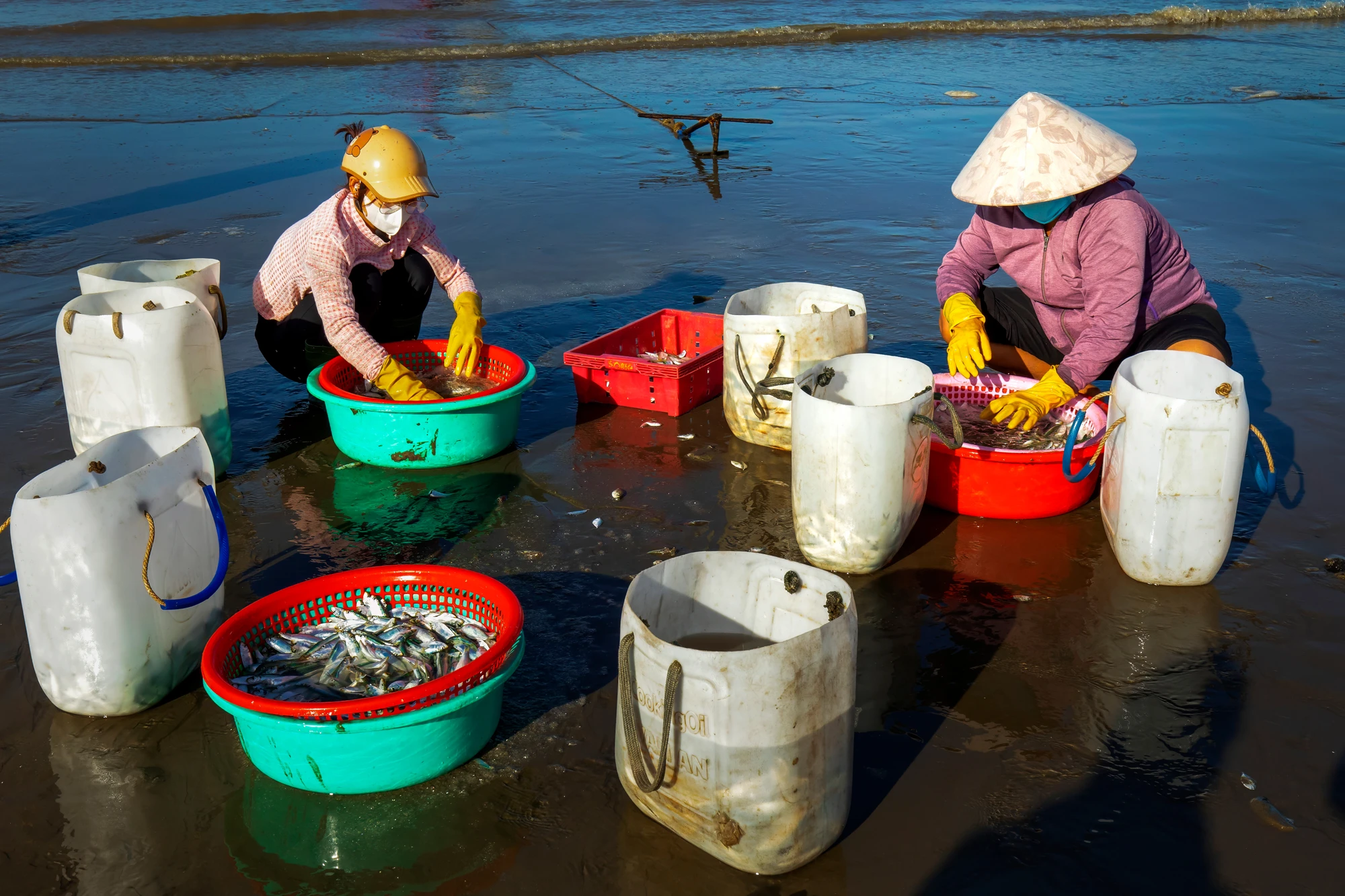 lộc biển (5).jpg