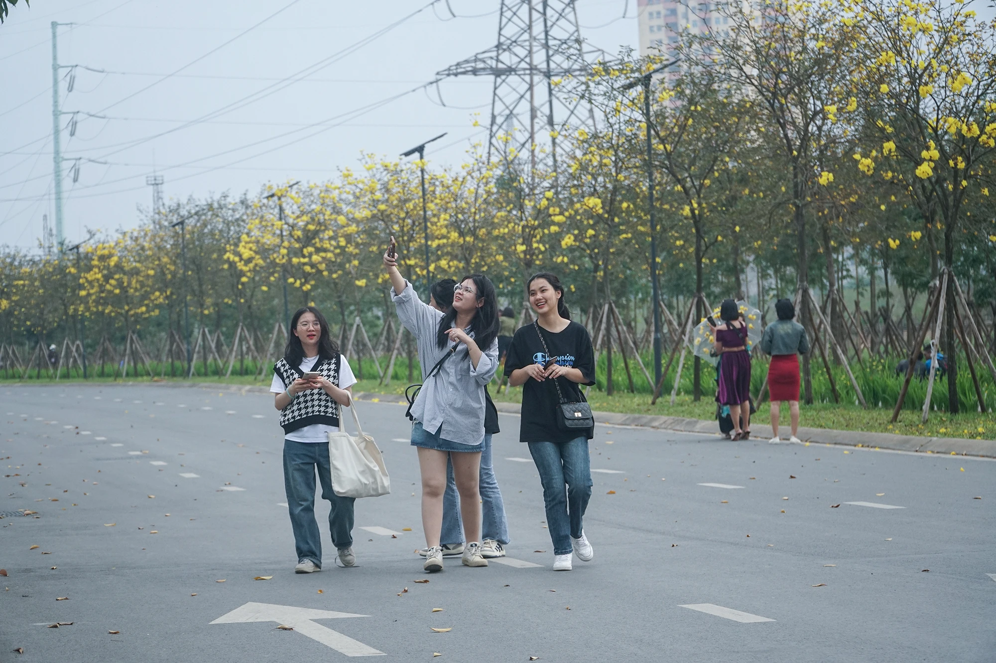 hoa phong linh.jpeg