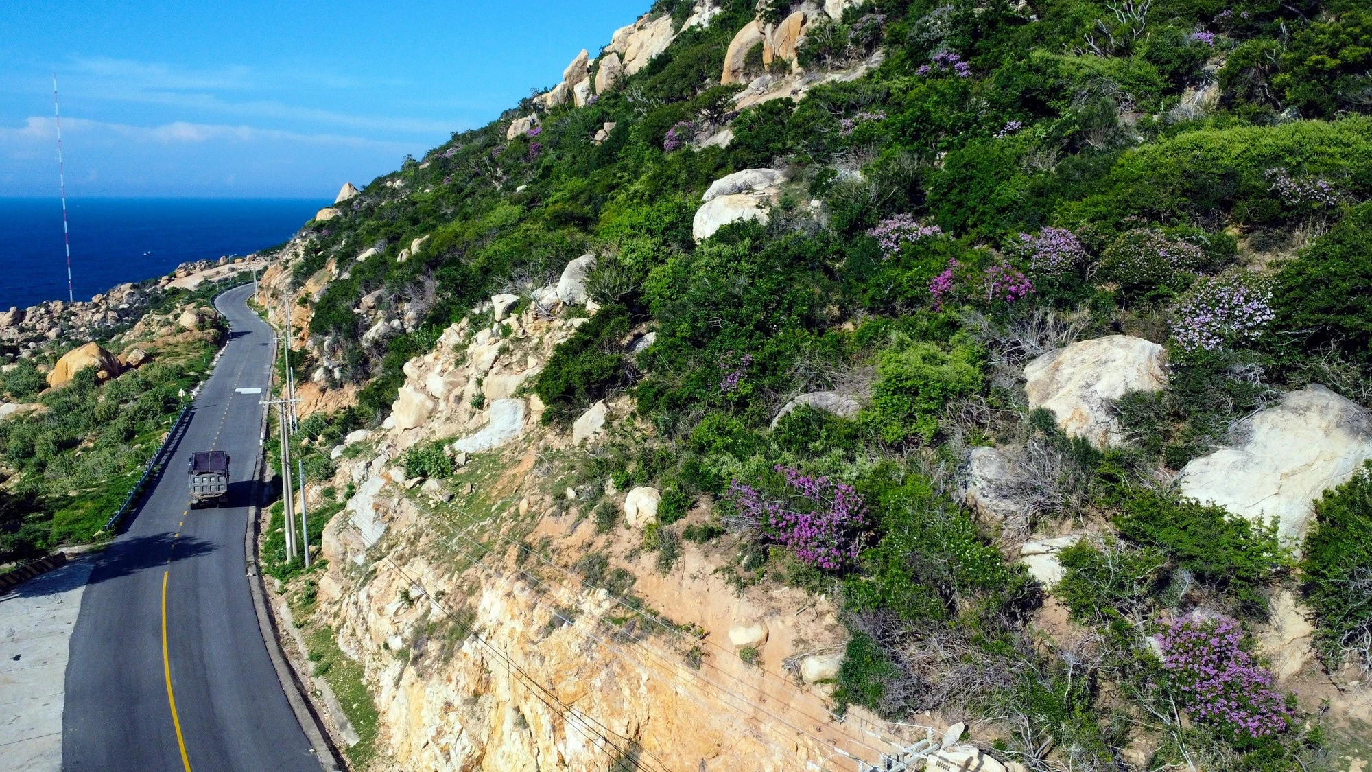 bằng lăng tím 8.jpg