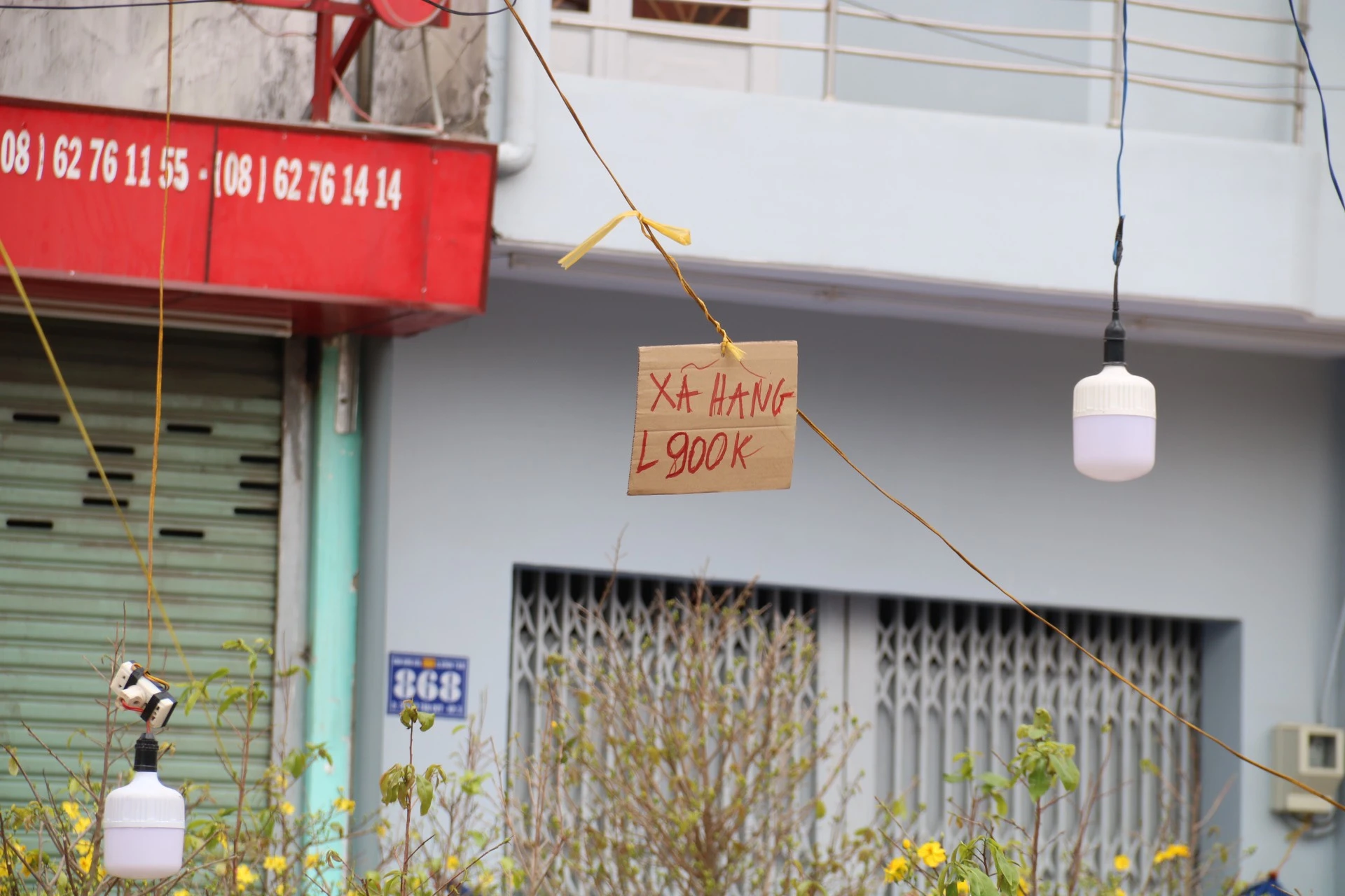 hoa-Tet-6.jpg