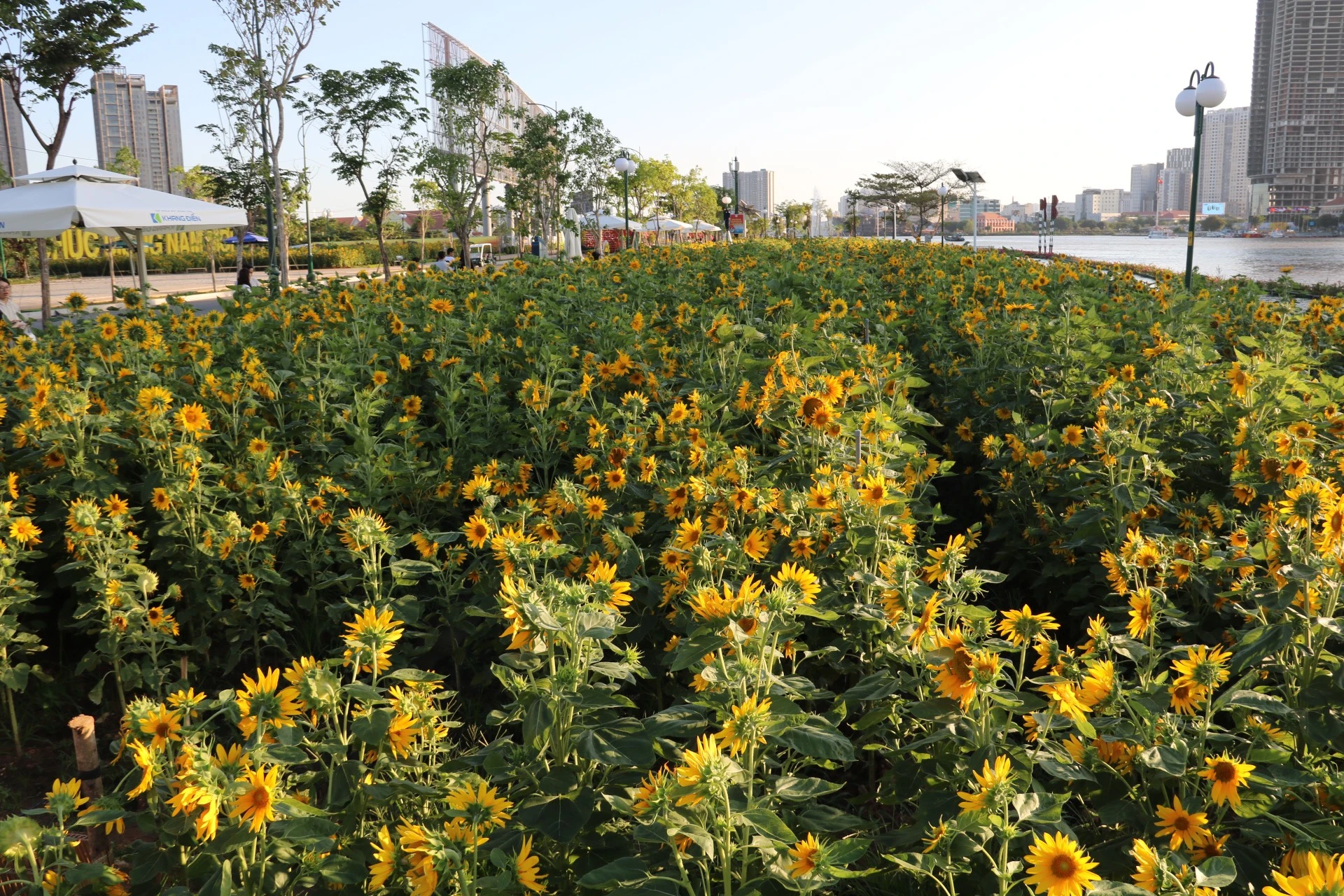 hoa-huong-duong-48.jpg