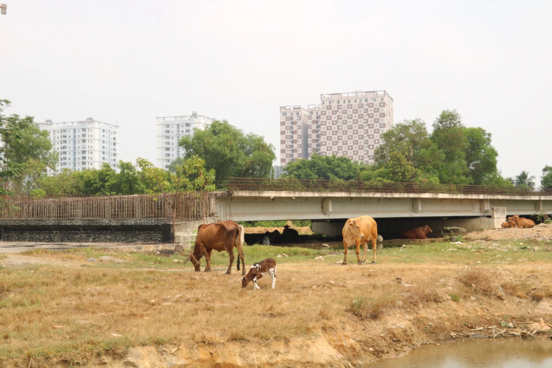vanh-dai-2-22.jpg