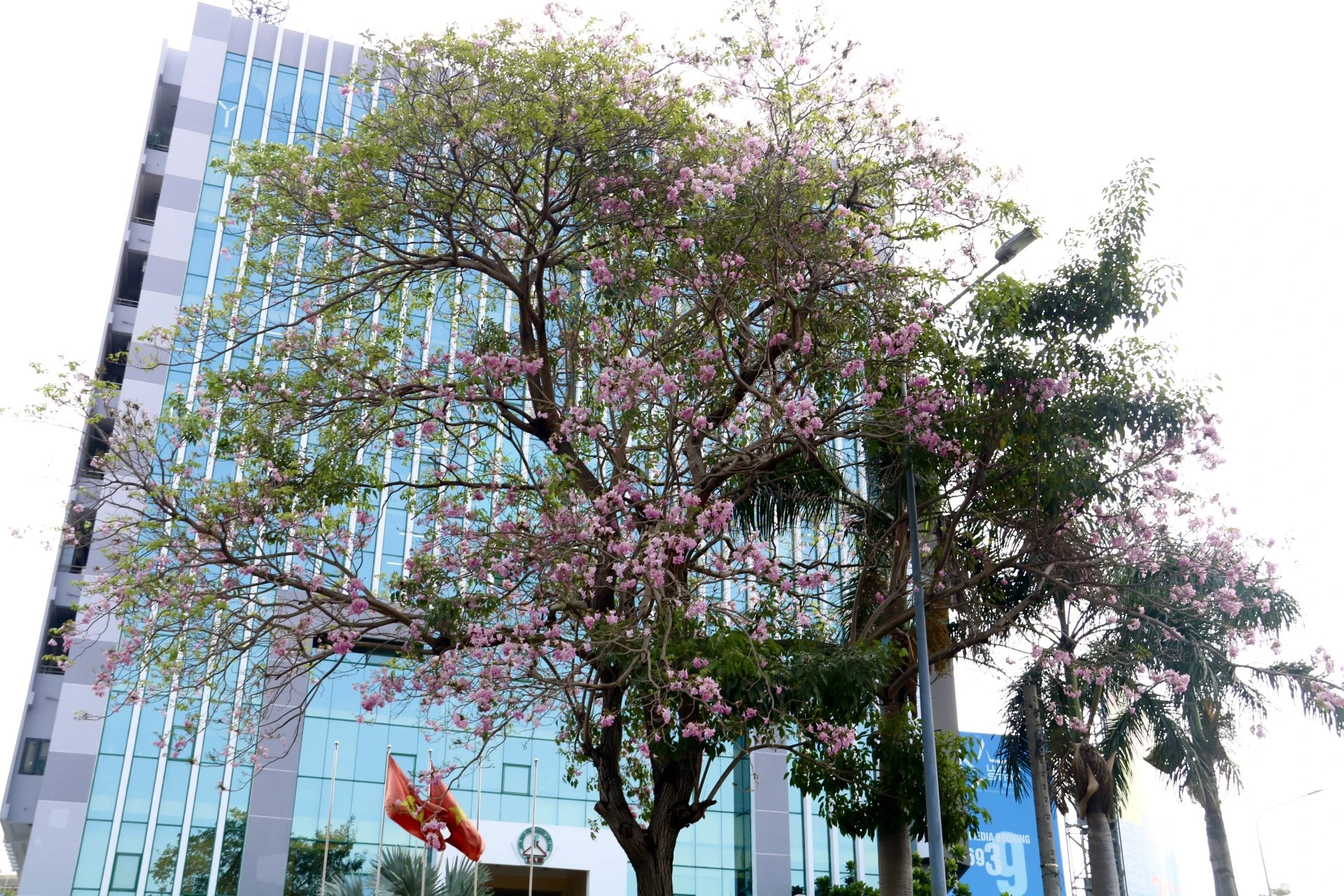 hoa-ken-hong-10.jpg