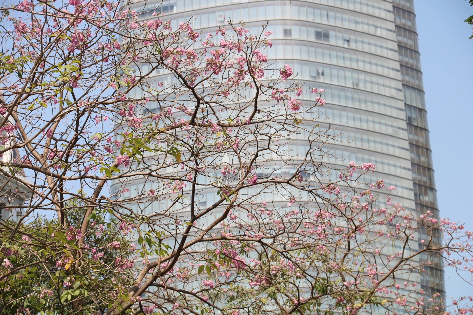 hoa-ken-hong-19.jpg