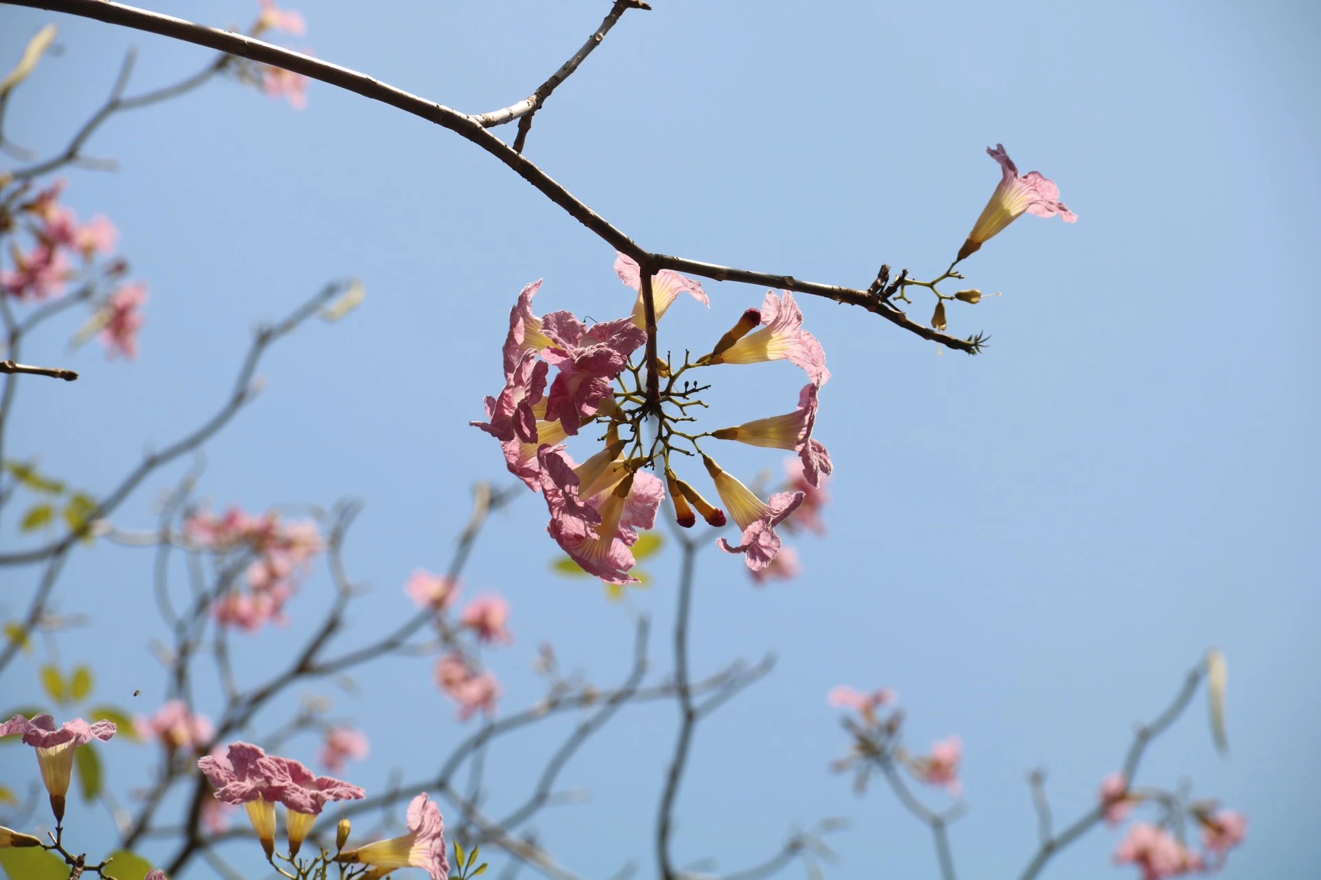 hoa kèn hồng