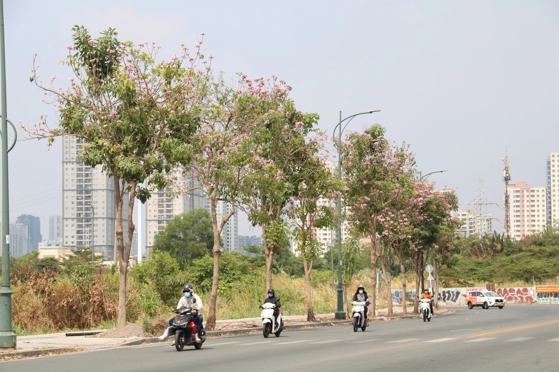hoa-ken-hong-27.jpg