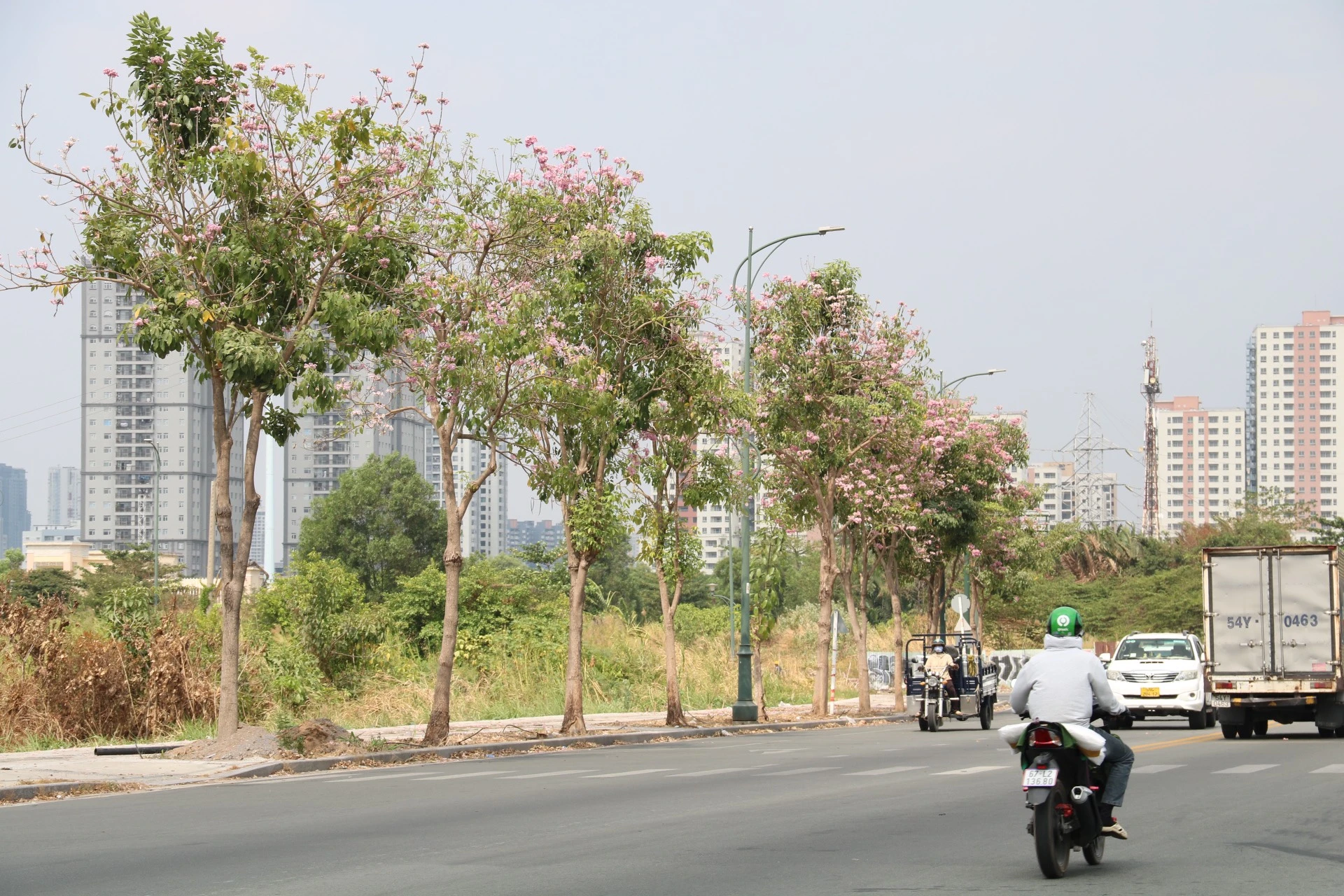 hoa-ken-hong-28.jpg