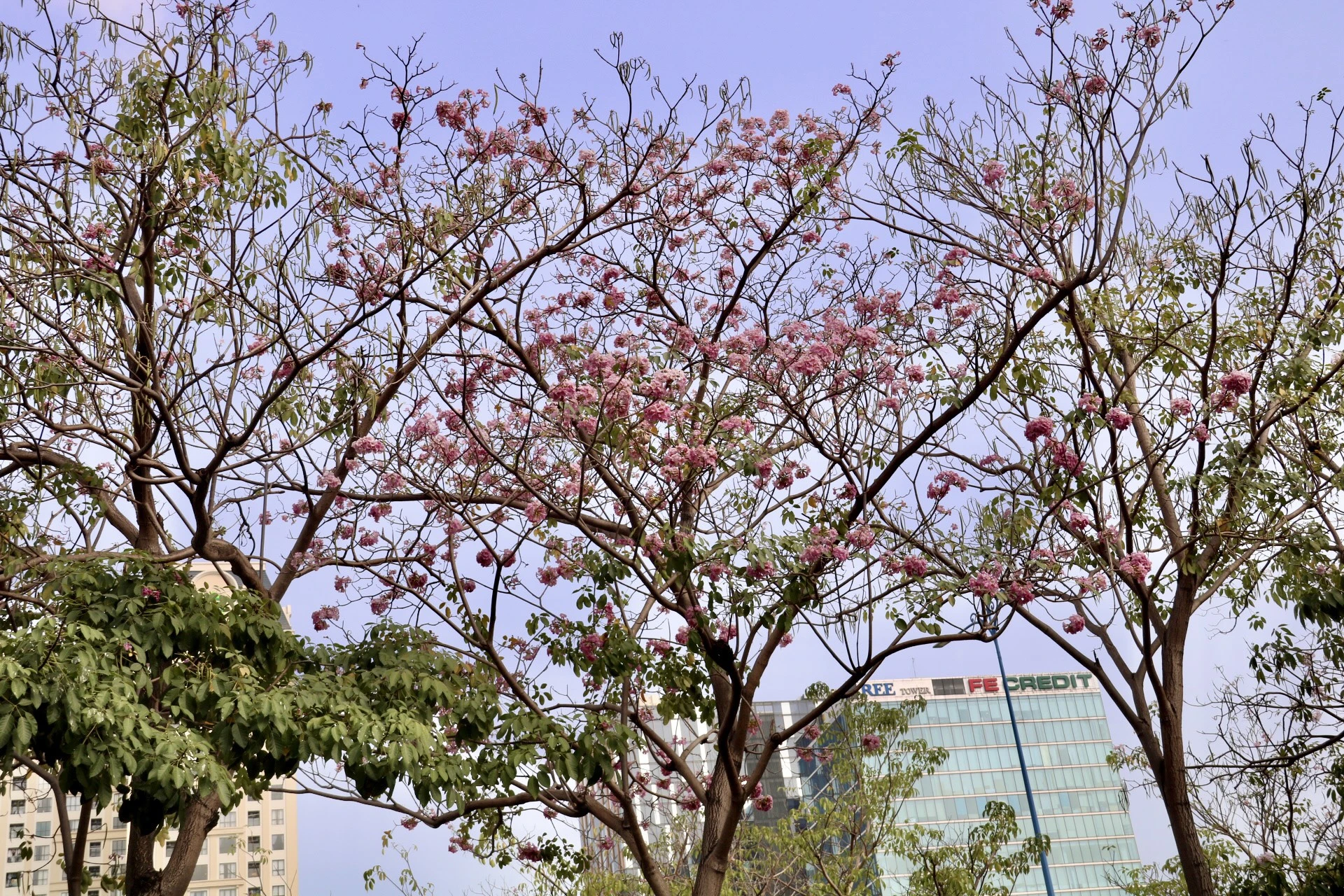 hoa-ken-hong-31.jpg