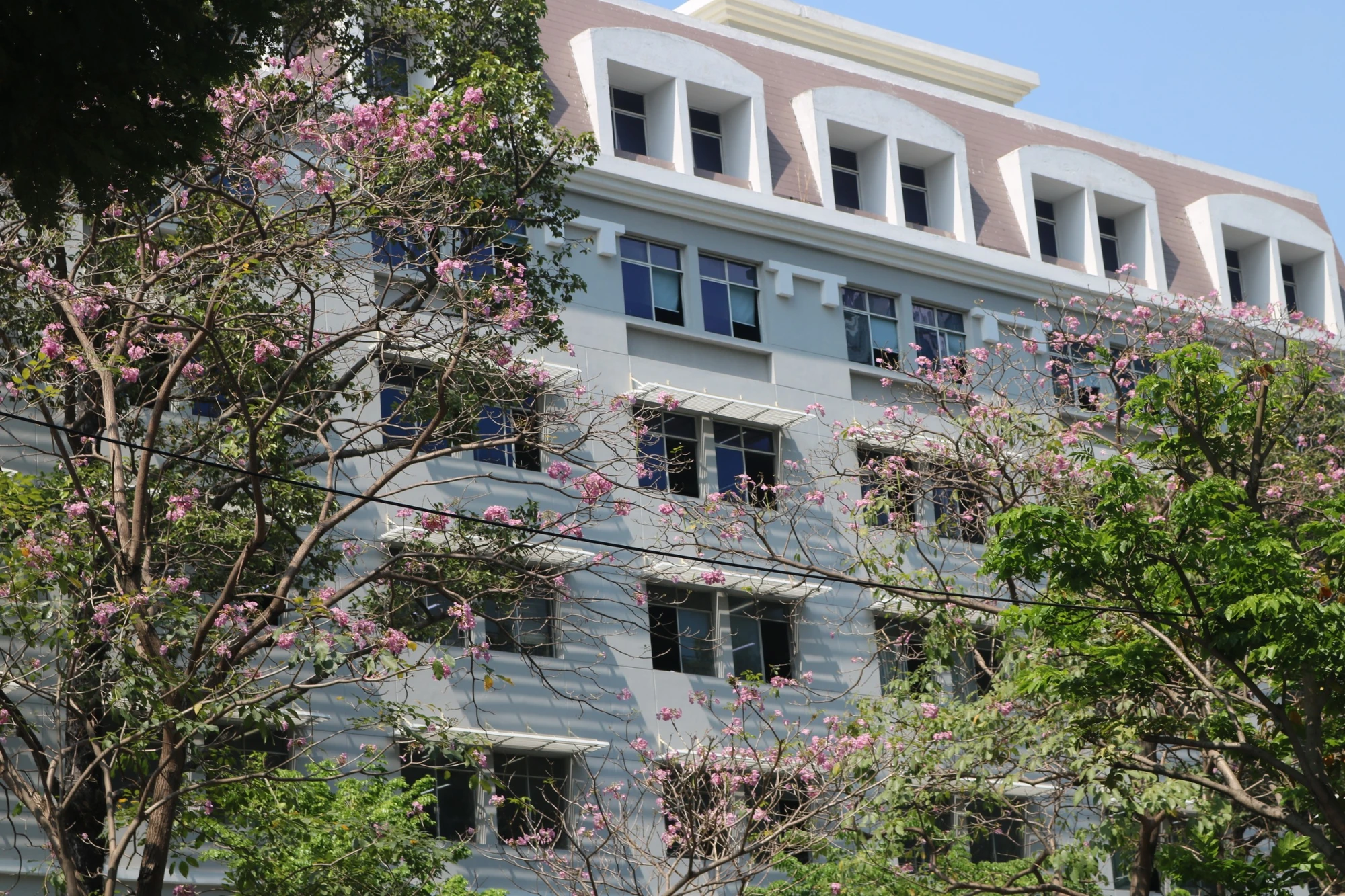 hoa-ken-hong-7.jpg