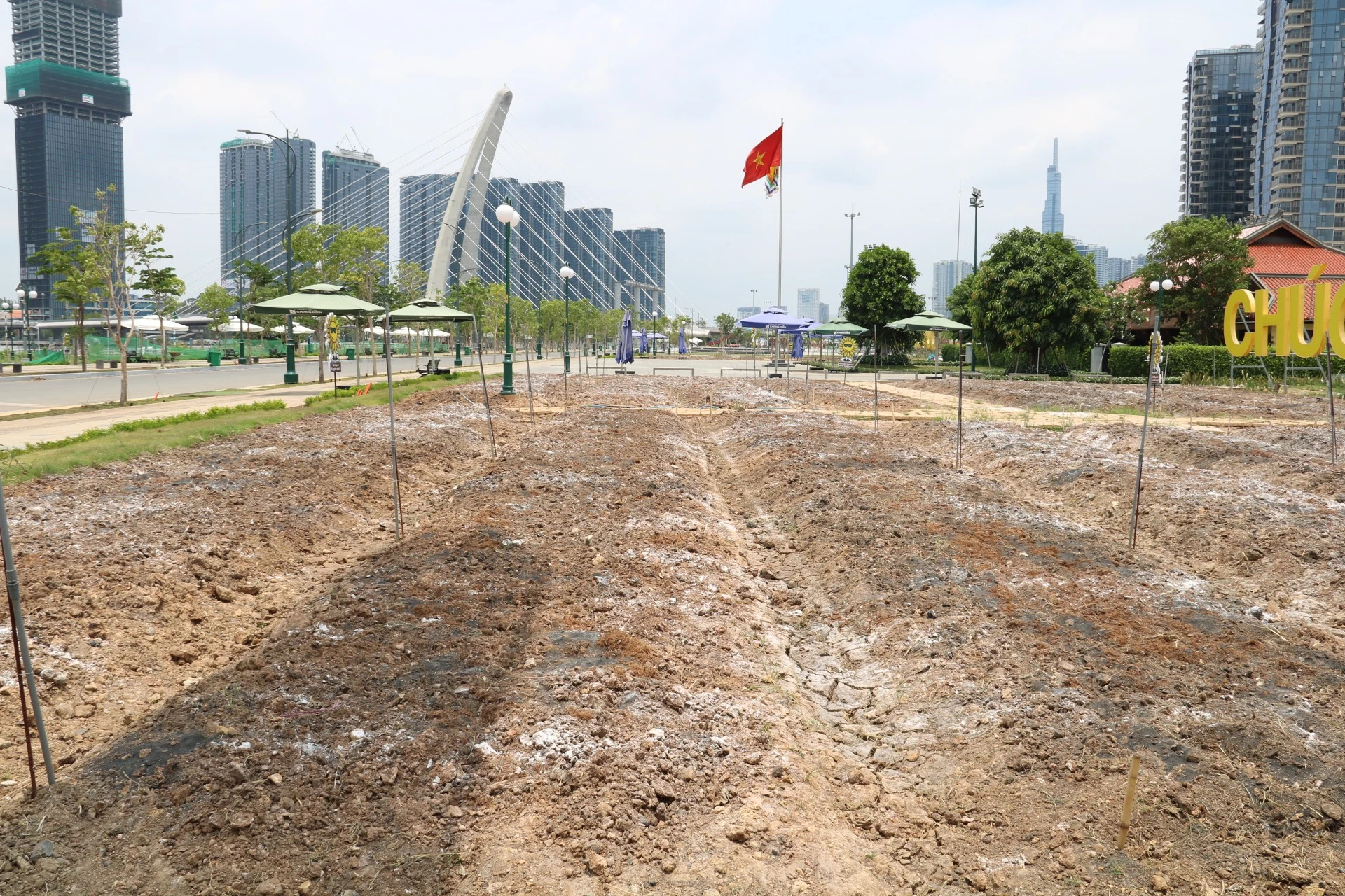 hoa-huong-duong-69.jpg