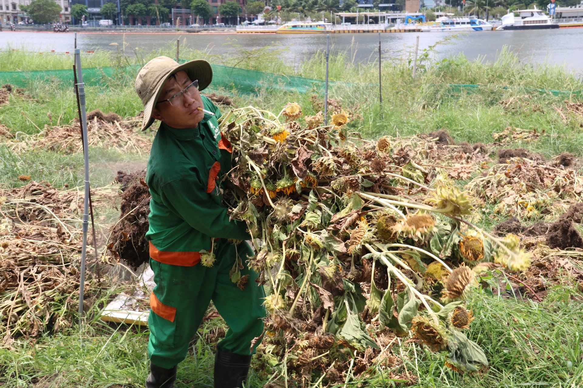 hoa-huong-duong-76.jpg
