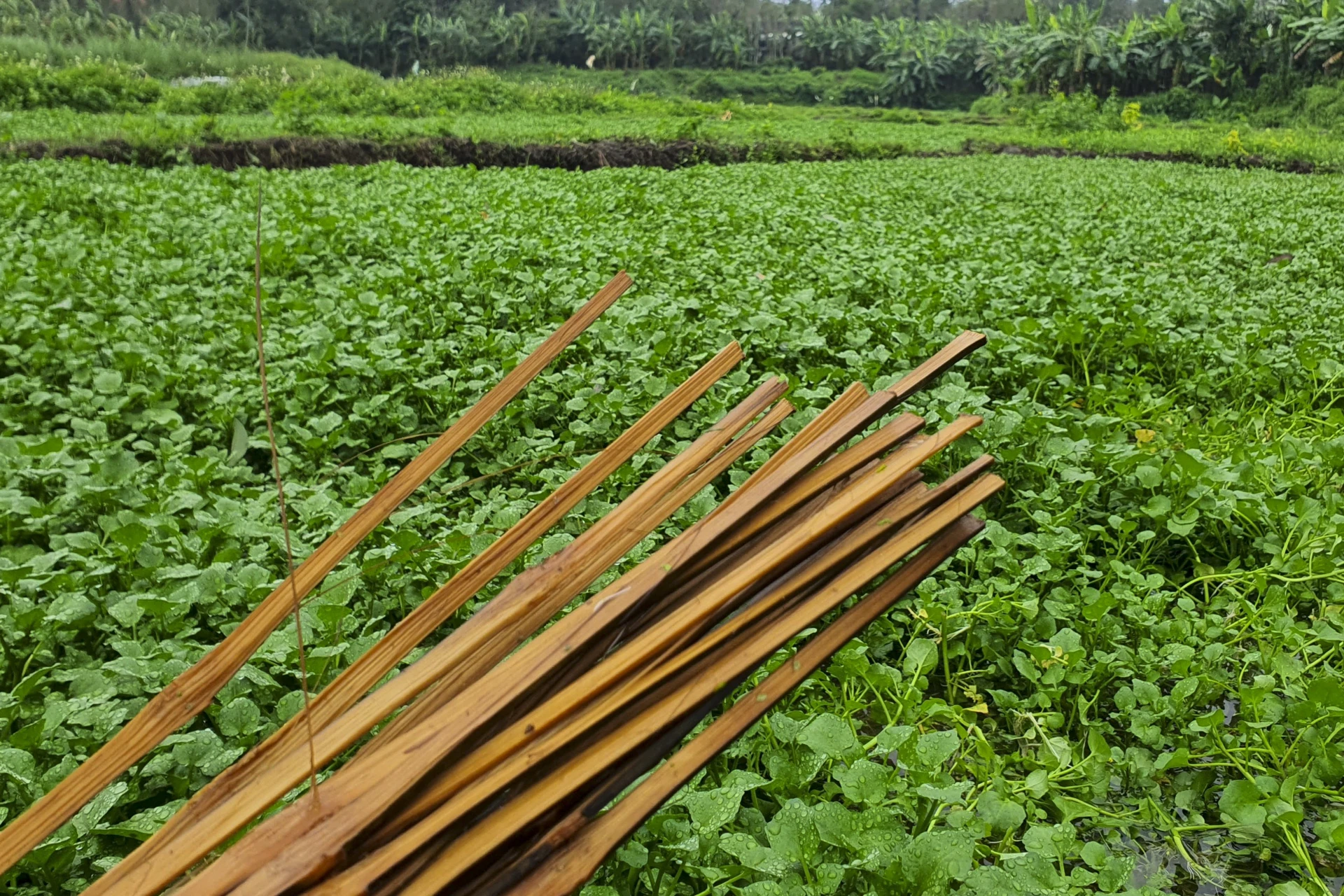 Nhiều năm qua, rau xà lách xoong trở thành đặc sản của vùng đất này. Nhiều năm qua, rau xà lách xoong trở thành đặc sản của vùng đất này.