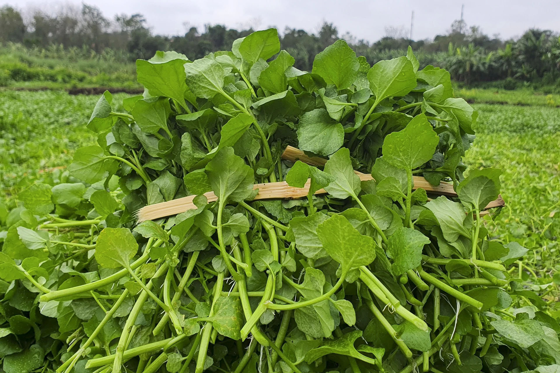 Từ loại rau này, người dân có thể chế biến rất nhiều món ăn như xào với bò trứng, hay ăn kèm với các món lẩu. Từ loại rau này, người dân có thể chế biến rất nhiều món ăn như xào với bò trứng, hay ăn kèm với các món lẩu.